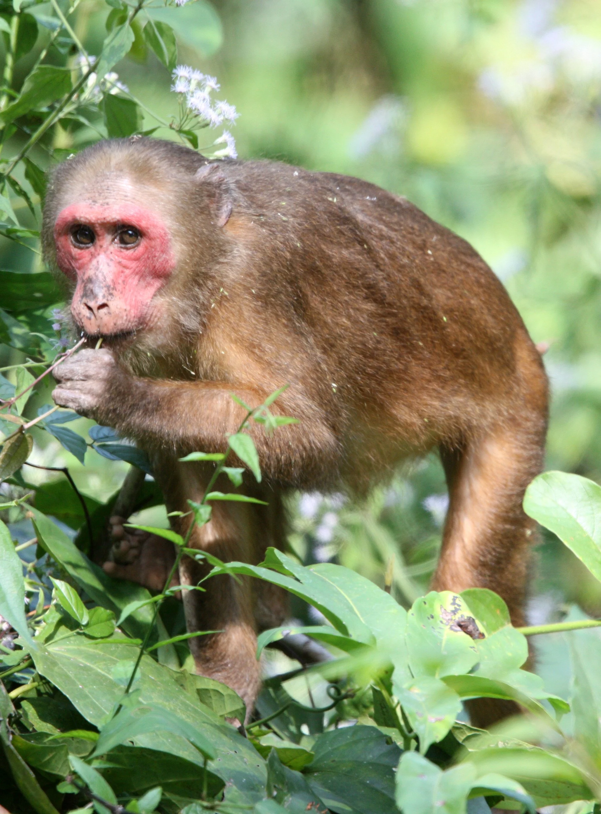 CERCOPITHECIDAE - Macaca arctoides - STUMP-TAILED MACAQUE - KAENG KRACHAN NATIONAL PARK THAILAND (62).JPG
