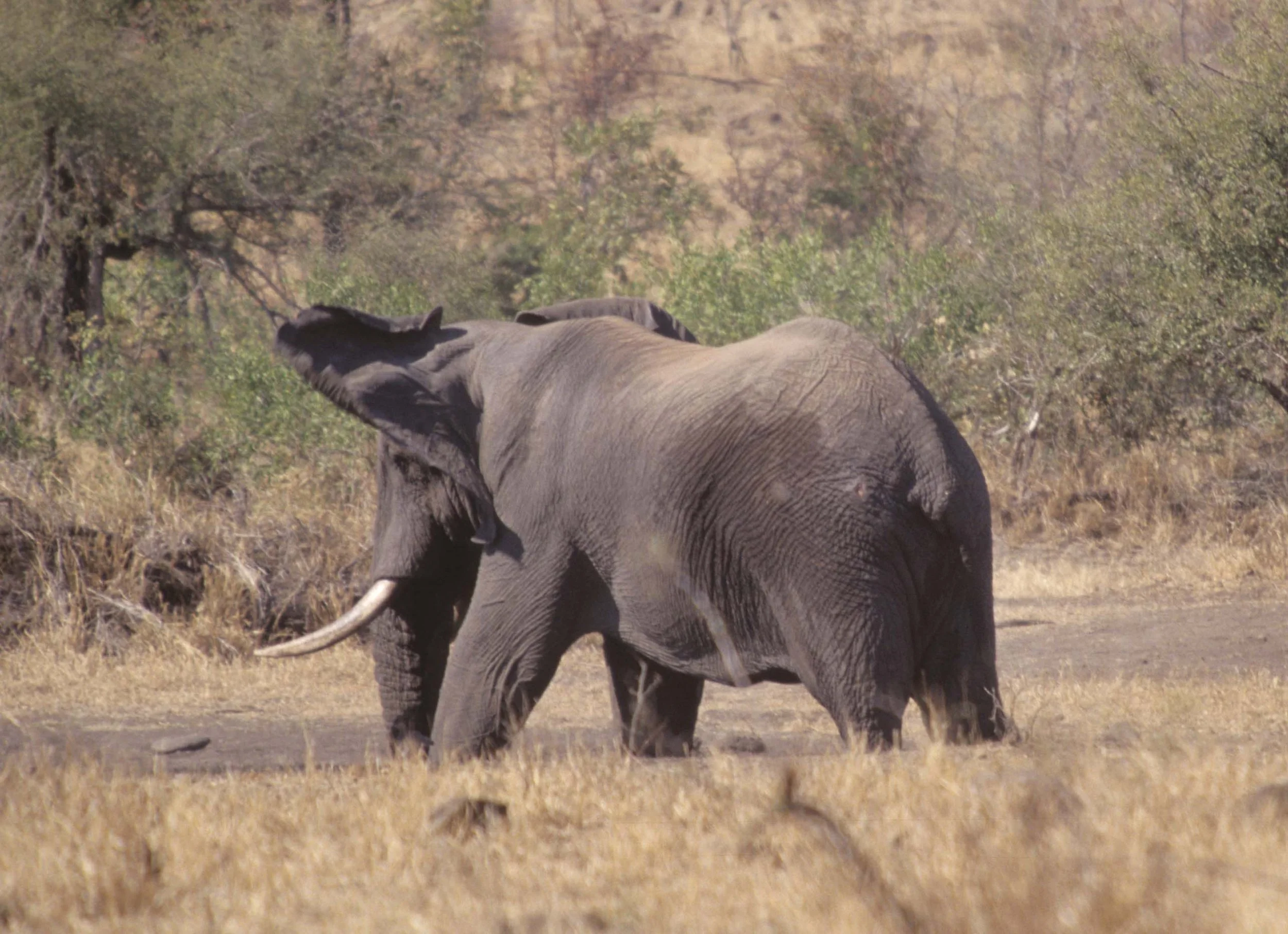 ELEPHANT - KRUGER.jpg