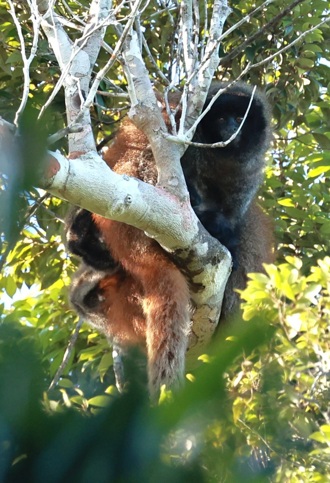 Coastal Blackhanded Titi Monkey (Callicebus melanochir) — Coke Smith