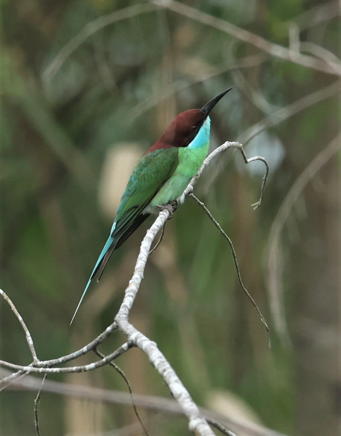 BEE-EATER - BLUE-THROATED BEE-EATER - Merops viridis - PAK PHAYUN DISTRICT, PATTHALUNG APRIL 2022 (31).jpg
