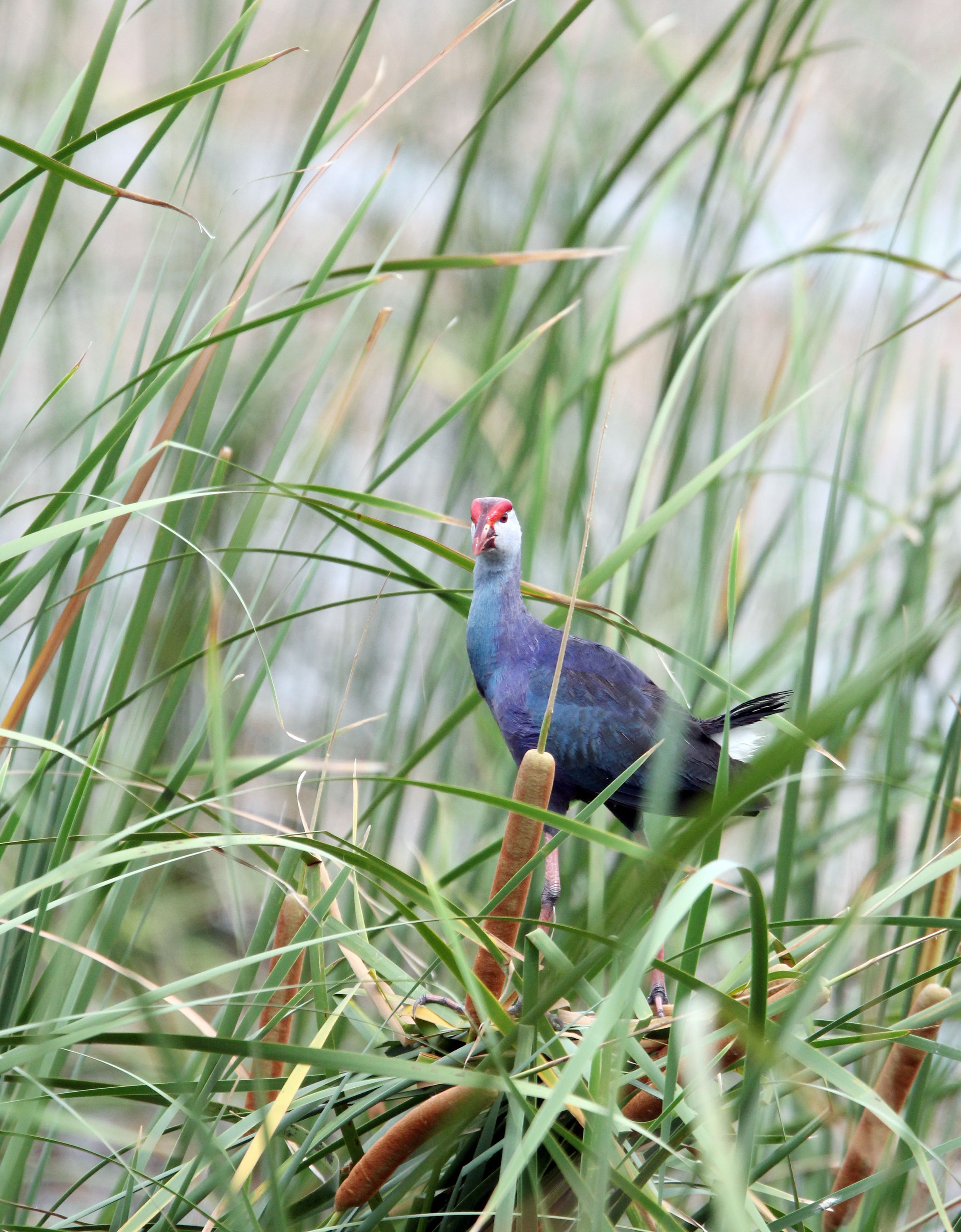 Purple Swamphen (Porphyrio porphyrio) Khao Sam Roi Yod Thailand (14).JPG