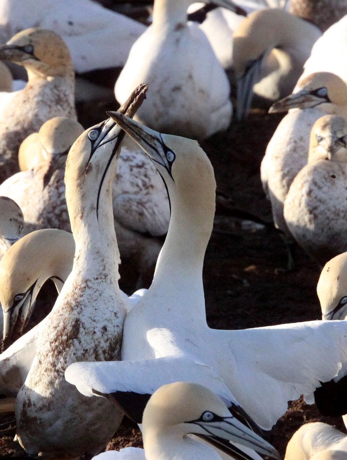 Cape gannet (Morus capensis) Lambert's Bay South Africa (34).JPG