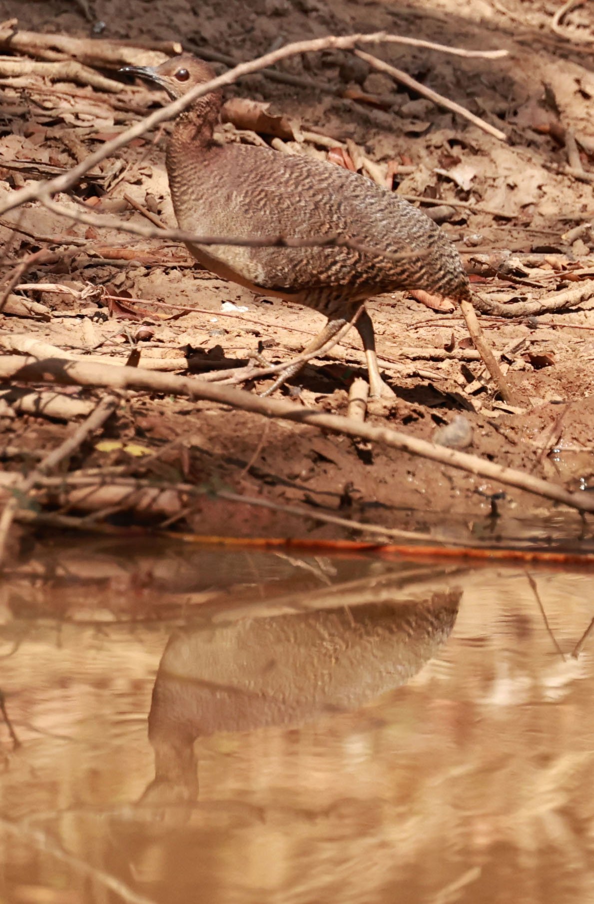 Tinamou - Undulated Tinamou - Crypturellus undulatus - Porto Alegre Lodge, Pantanal (2).jpg