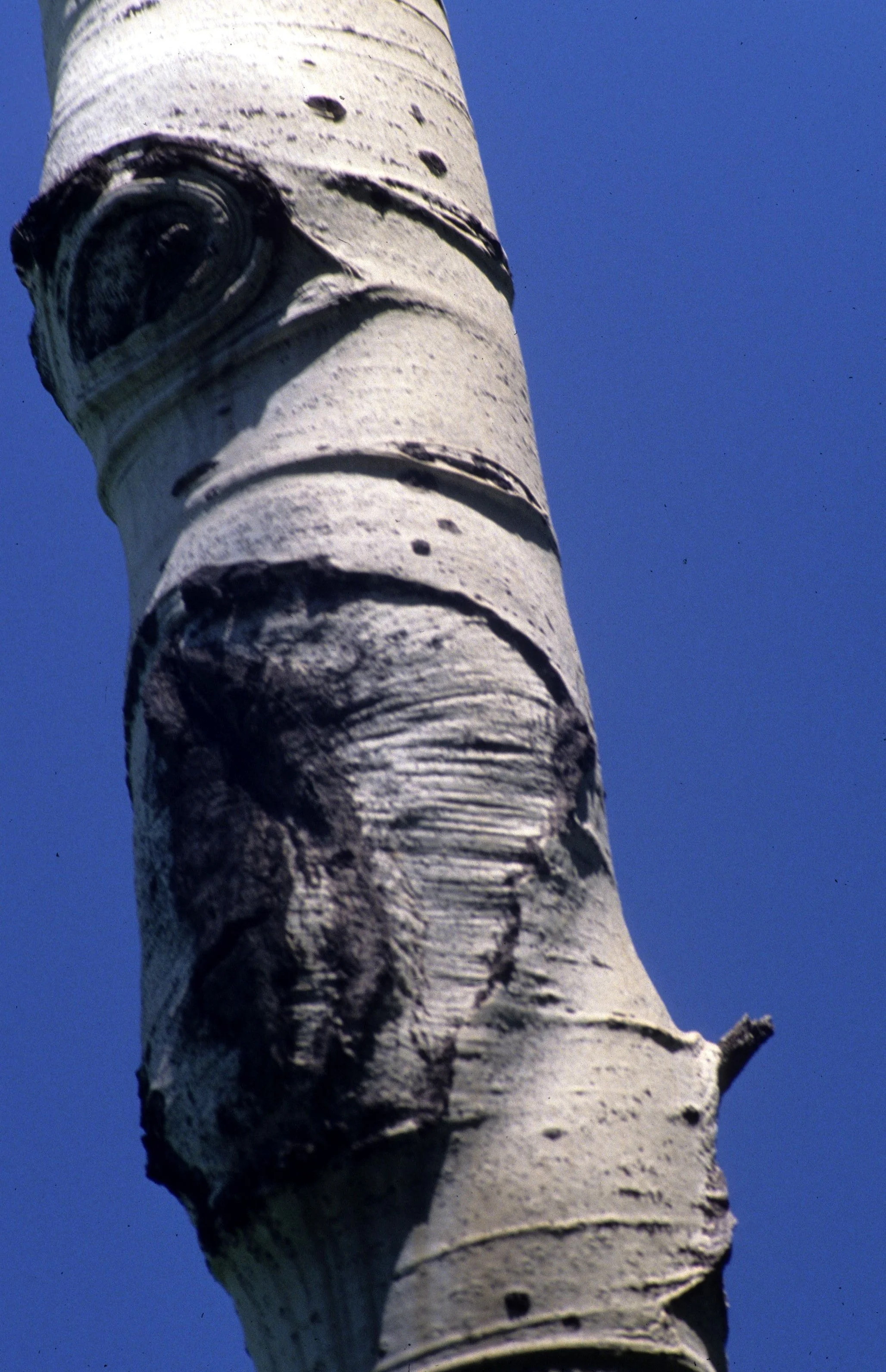 COLORADO - POPULUS TREMULUS - QUAKING ASPEN BARK.jpg