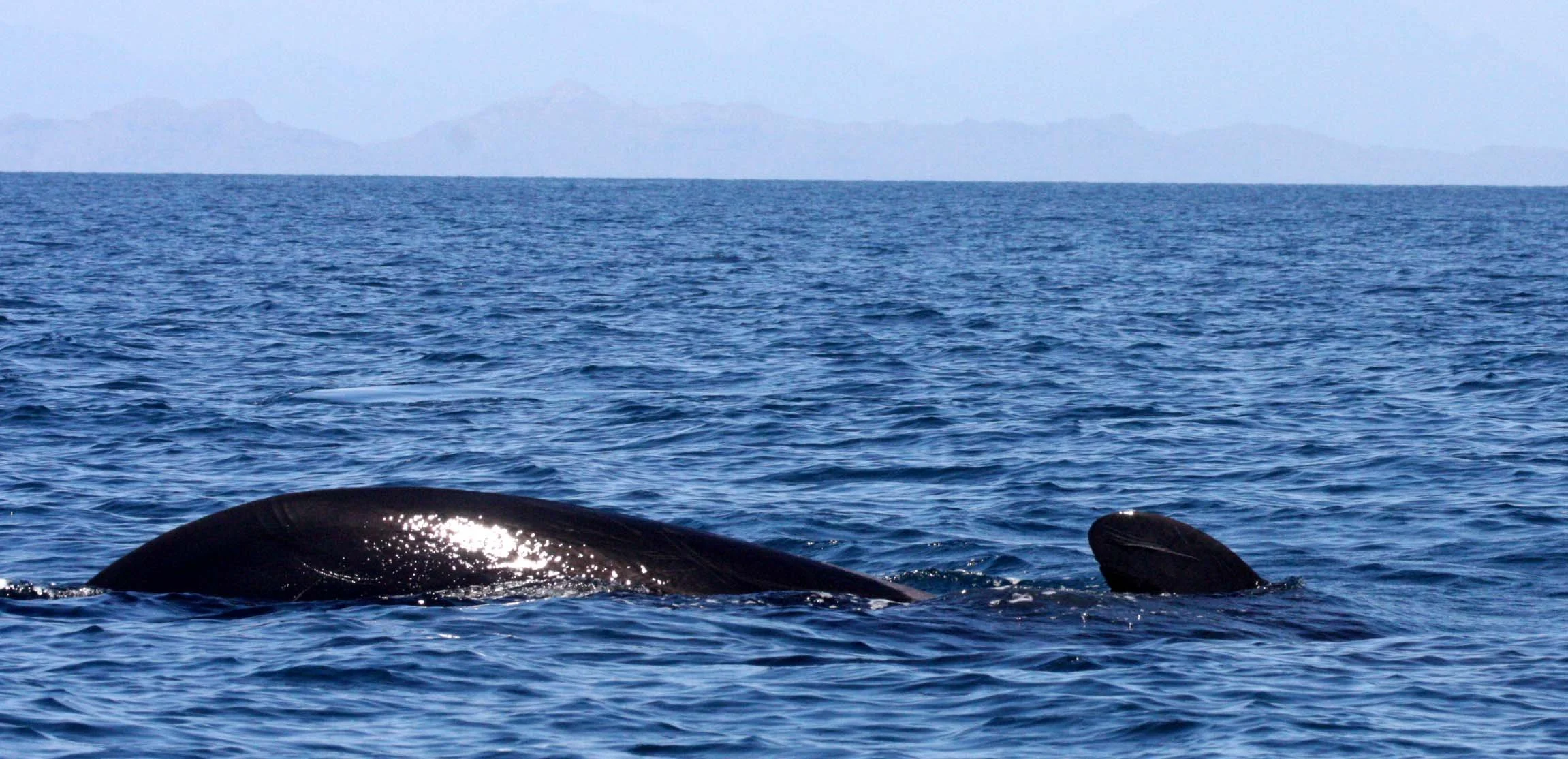 Globicephala macrorhynchus - SHORT-FINNED PILOT WHALE - ISLA CATALINA BAJA MEXICO - BAHIA LORETO (24).JPG
