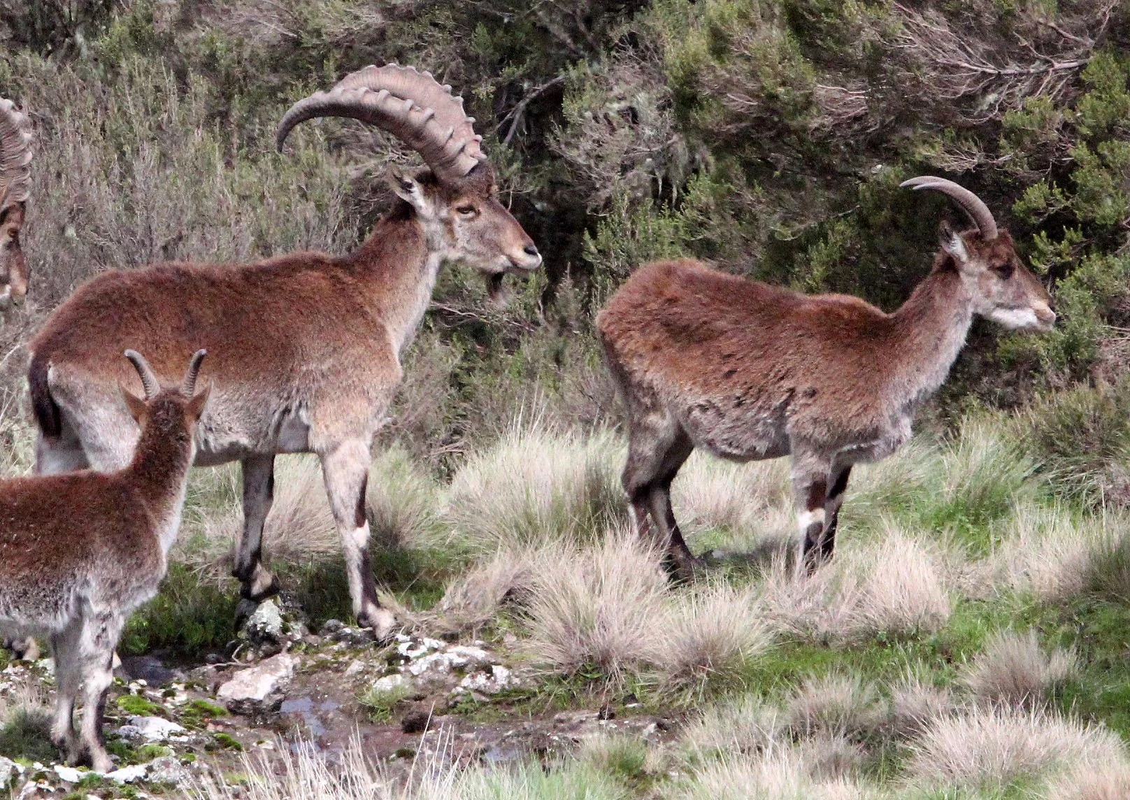 IBEX - WALIA IBEX - Capra walie - SIMIEN MOUNTAINS NATIONAL PARK ETHIOPIA (157).JPG