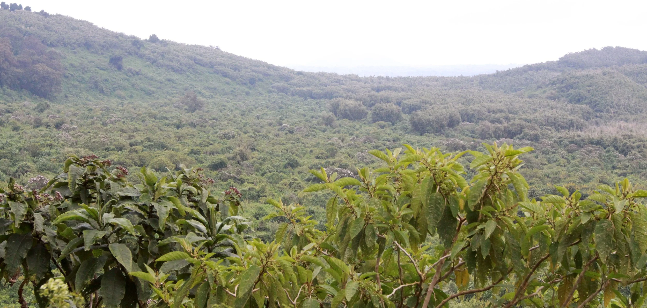PARC DU VULCANS RWANDA (382).JPG