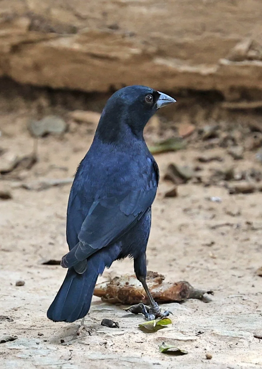 Shiny Cowbird (Molothrus bonariensis) Hotel Campestre Iparoma Paraguay  (1).jpg
