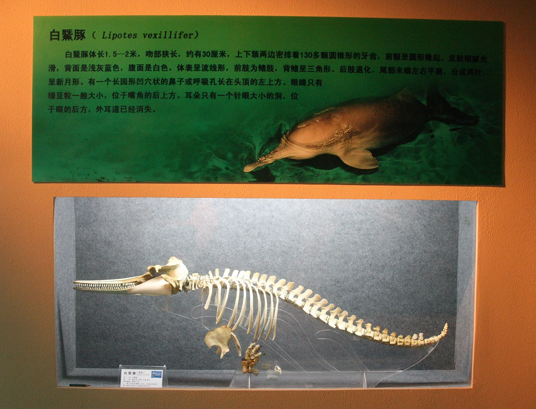 Last known Baiji skeleton
