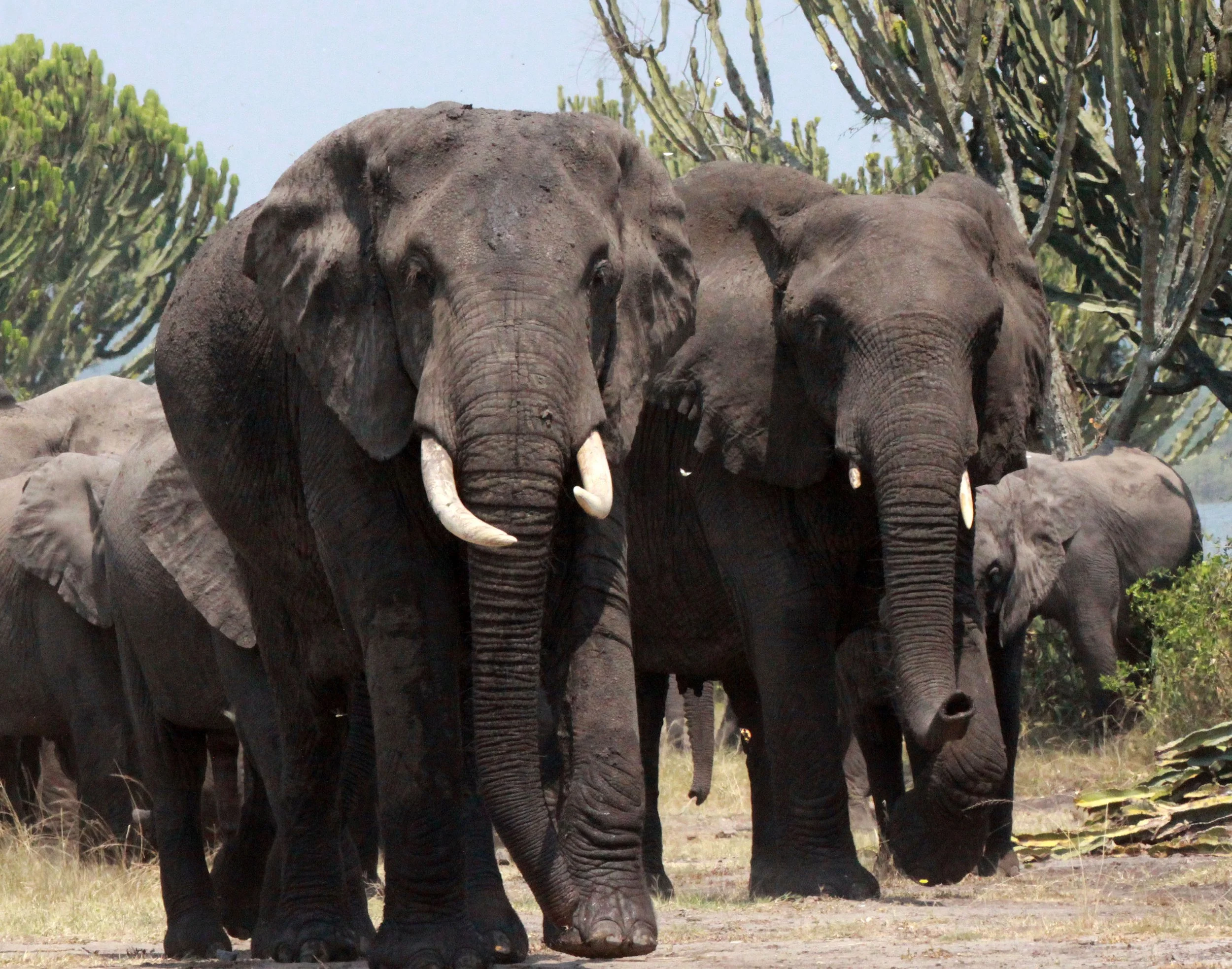 ELEPHANT - QUEEN ELIZABETH NATIONAL PARK UGANDA (23).JPG