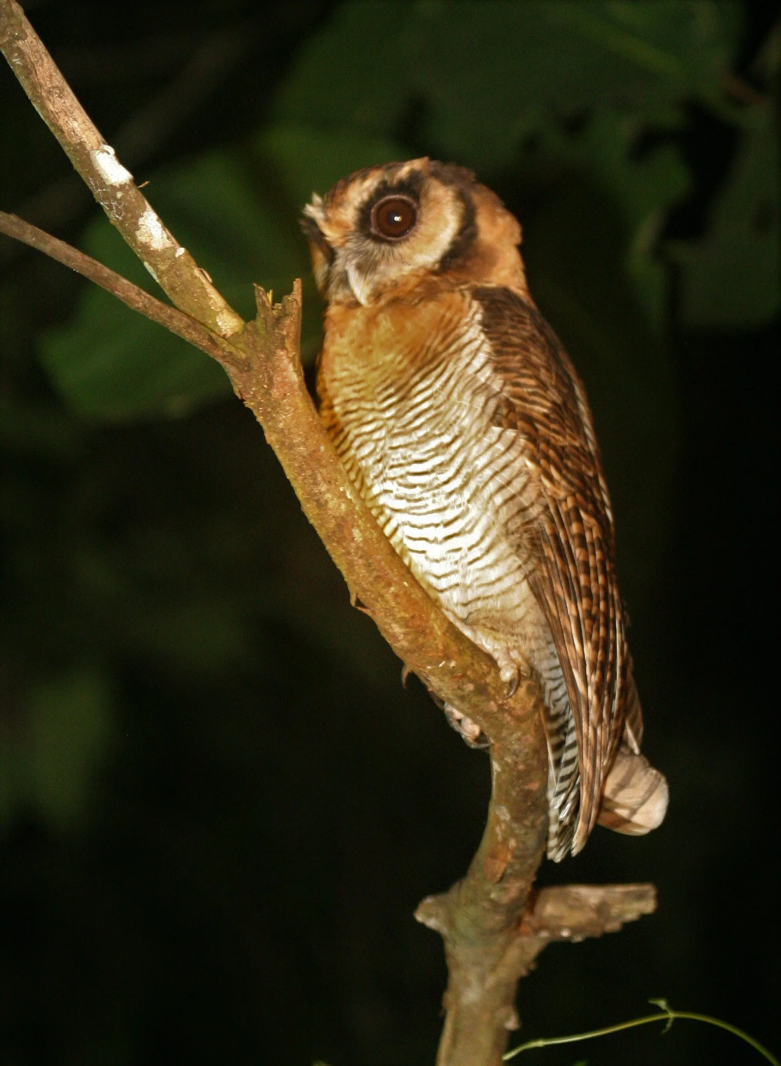 Strix leptogrammica - BROWN WOOD-OWL - TABIN WILDLIFE RESERVE BORNEO aa.jpg