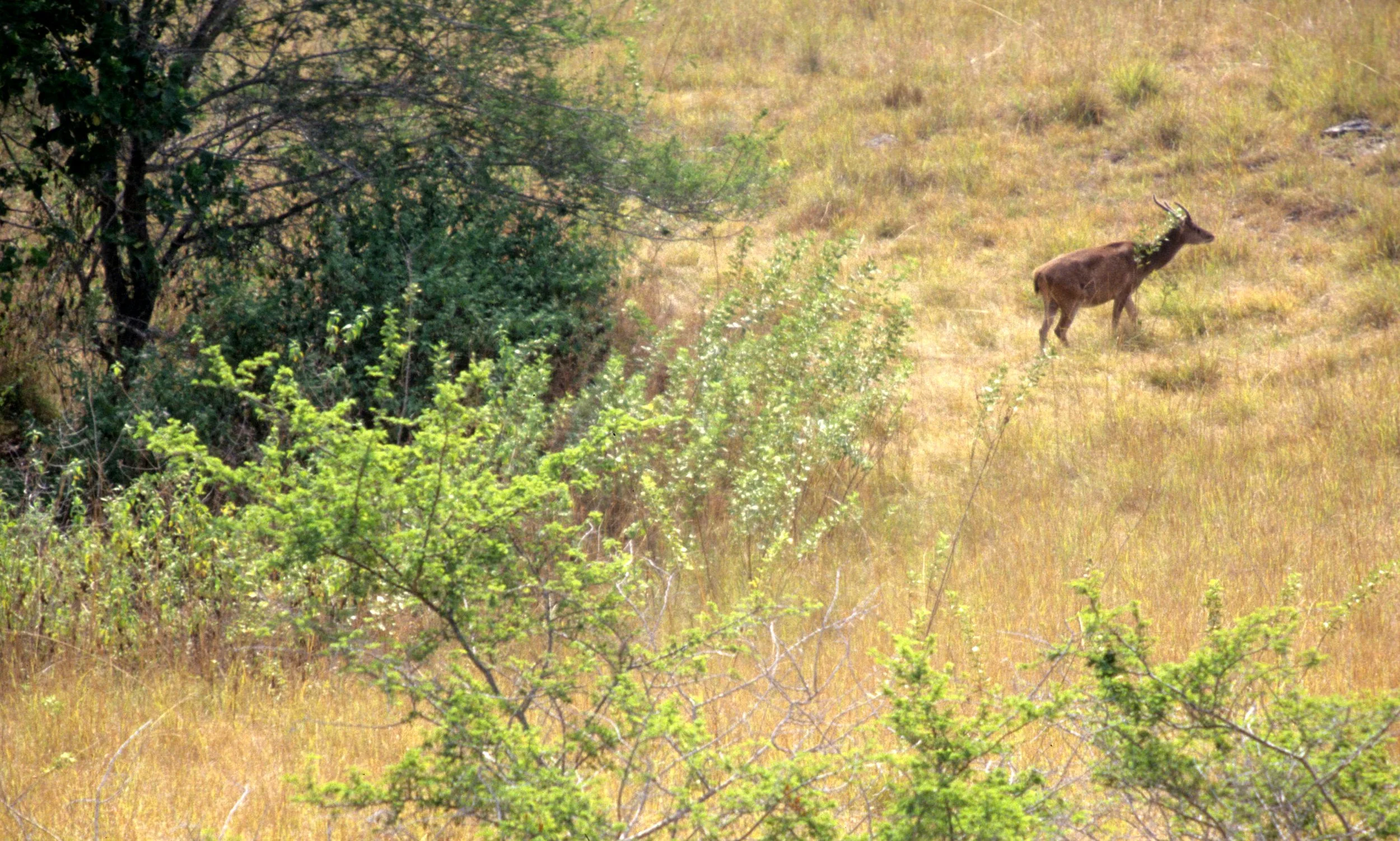 CERVID - DEER - TIMOR DEER - KOMODO ISLAND.jpg