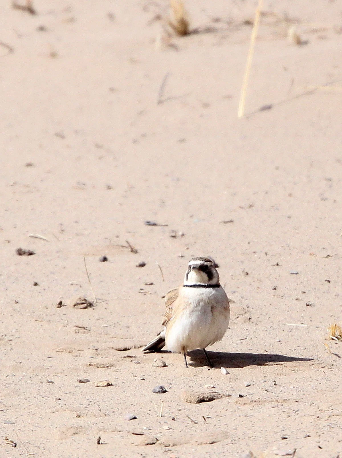 Horned Lark (Eremophila alpestris) Qinghai Lake China (4).JPG
