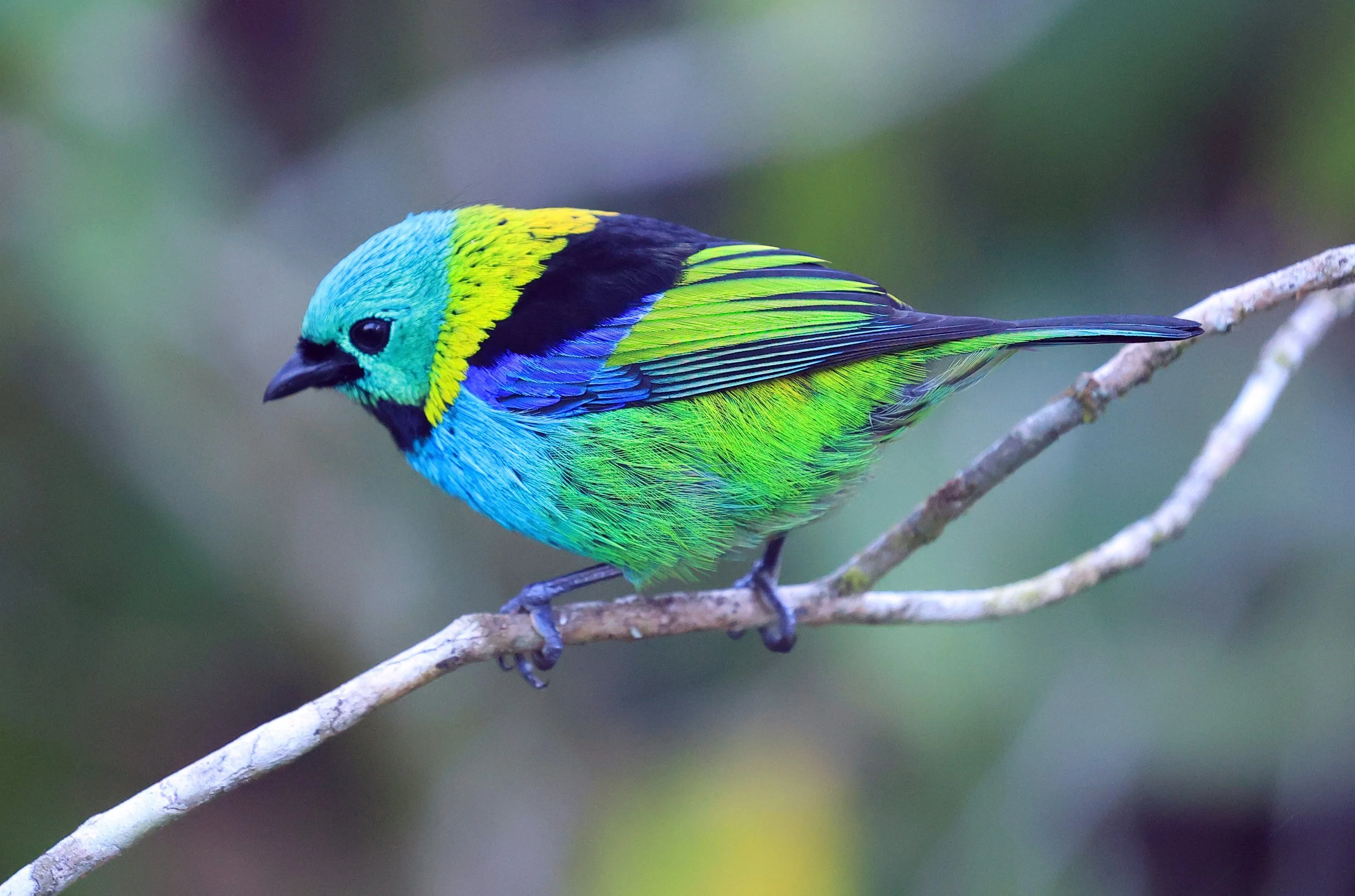 Green-headed Tanager (Tangara seledon)  Superagui National Park, Brazil (204).jpg