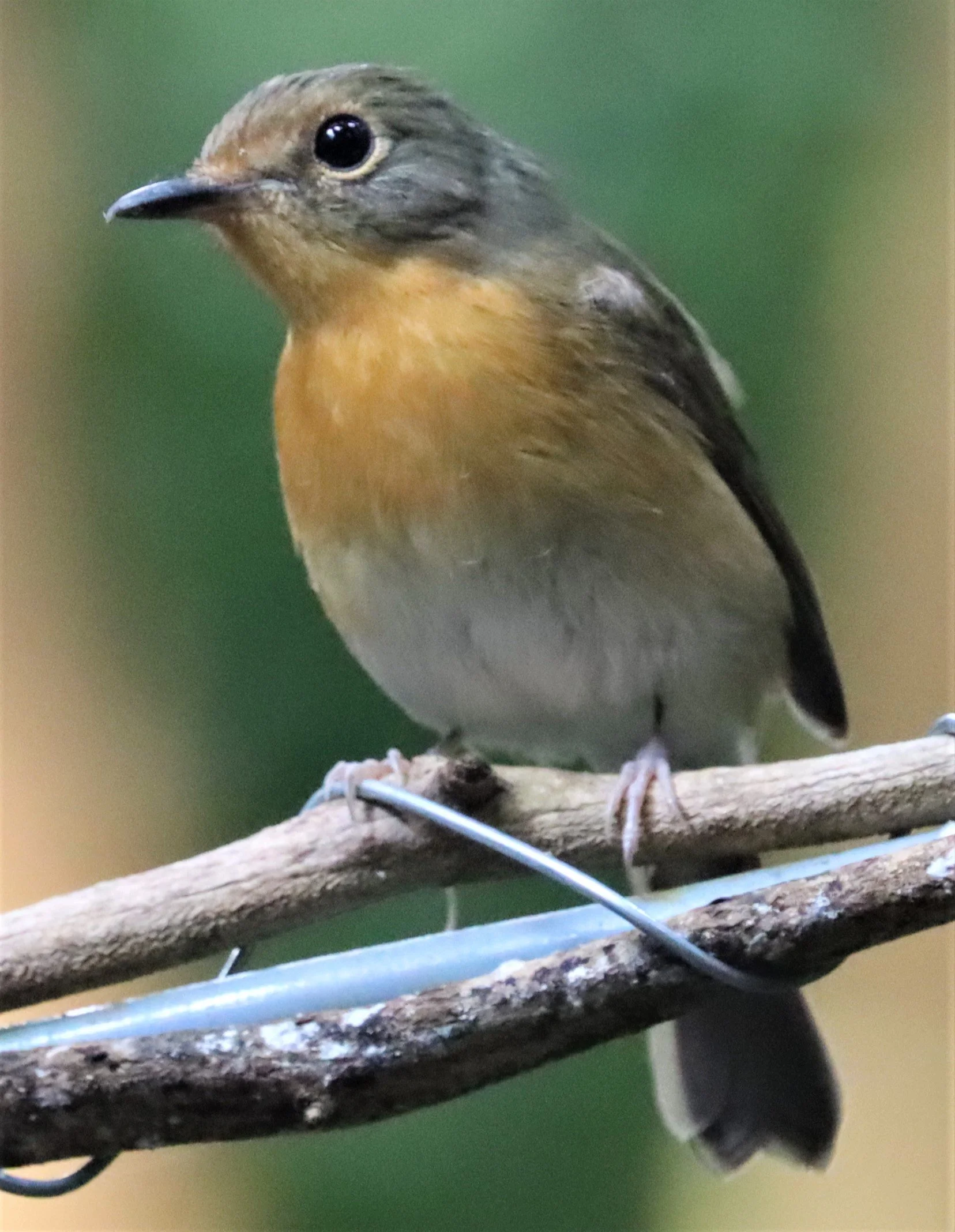FLYCATCHER - LARGE BLUE FLYCATCHER - Cyornis magnirostris - WAT THAM PRATHUN CHONBURI (31).jpg
