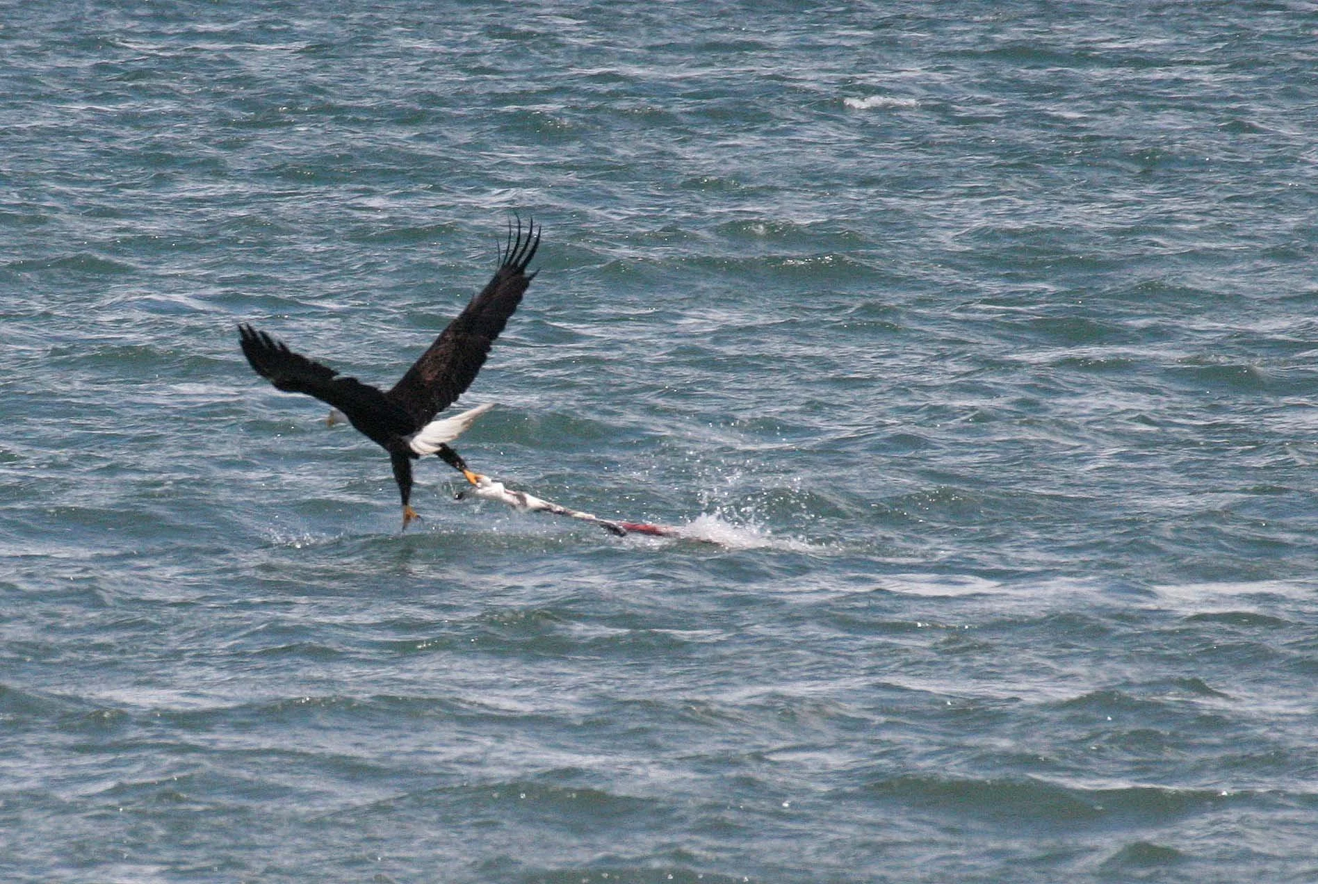 Haliaeetus leucocephalus - AMERICAN BALD EAGLE - FISHING HUMBOLT SQUID - SEQUIM BAY WA (34).JPG