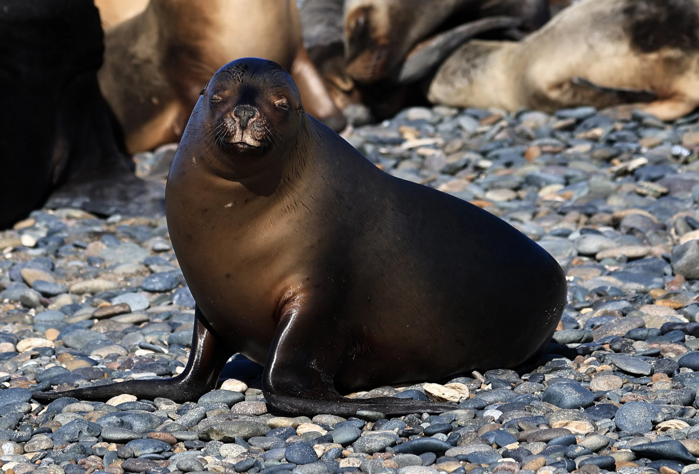 South American Sea Lion (Otaria flavescens) Puerto Rawson Argentina