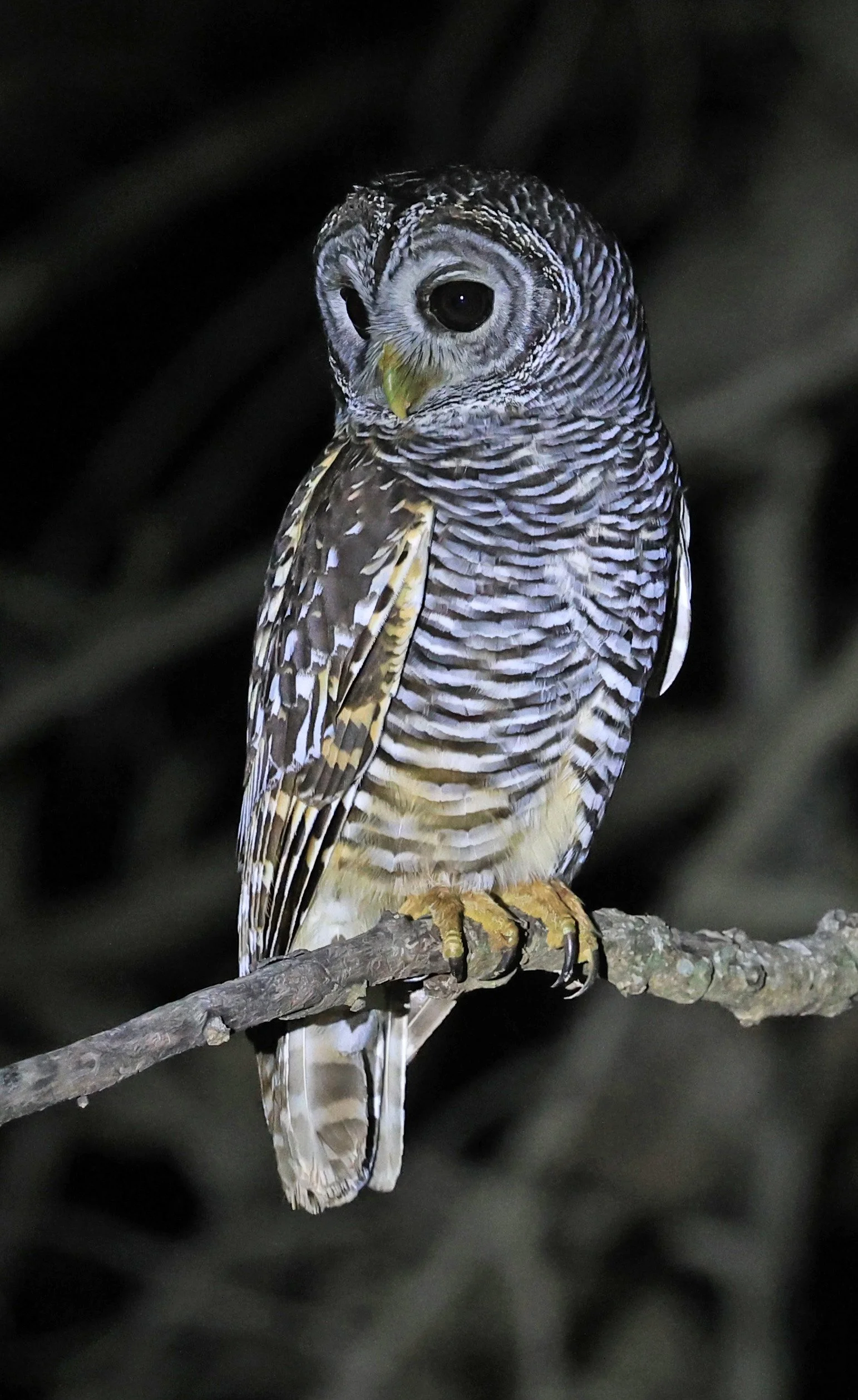 Chaco Owl (Strix chacoensis) Reserva Nueland  Selva Serena (10).jpg
