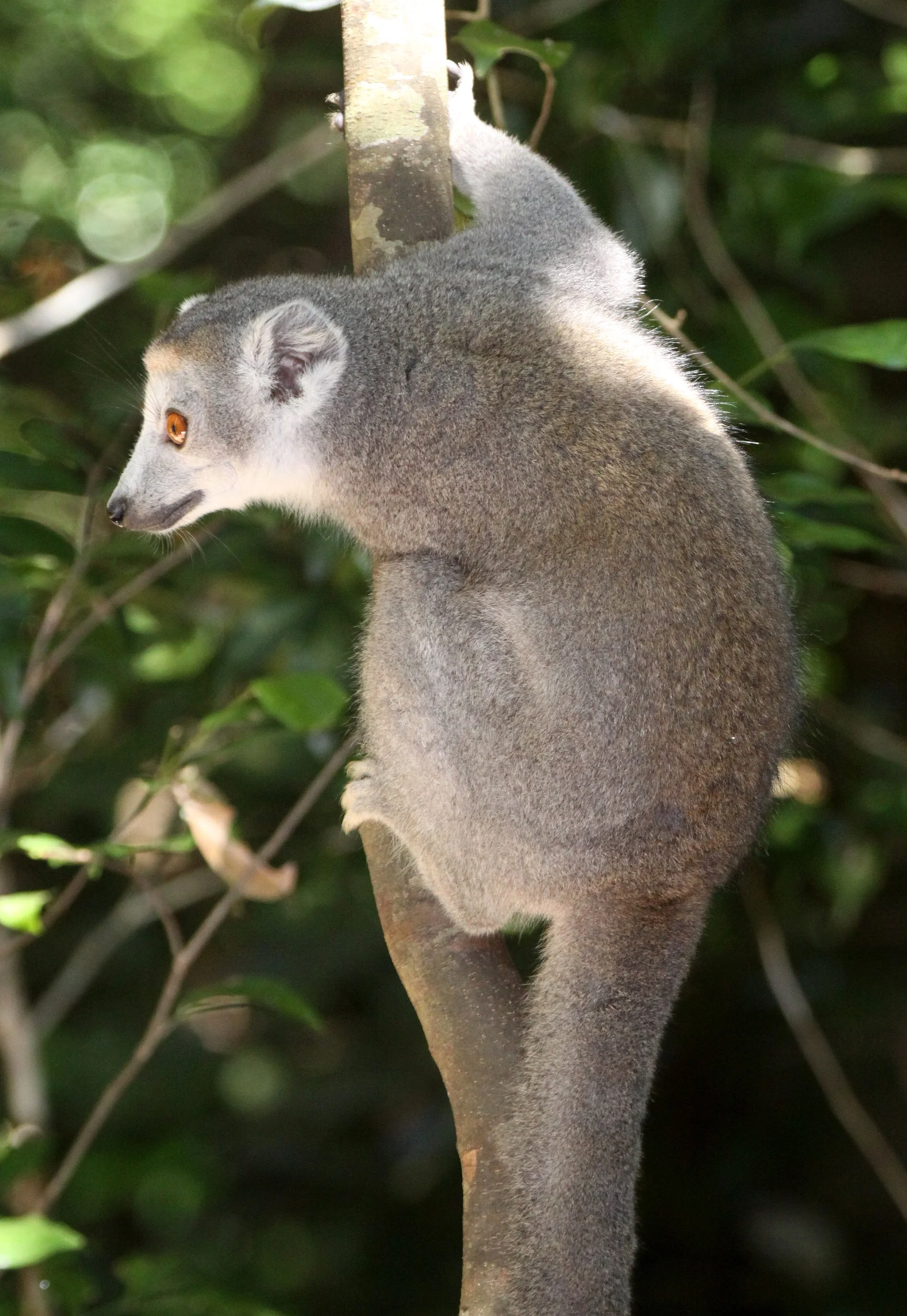 LEMURIDAE - Eulemur coronatus - CROWNED LEMUR - ANKARANA NATIONAL PARK MADAGASCAR (26).JPG