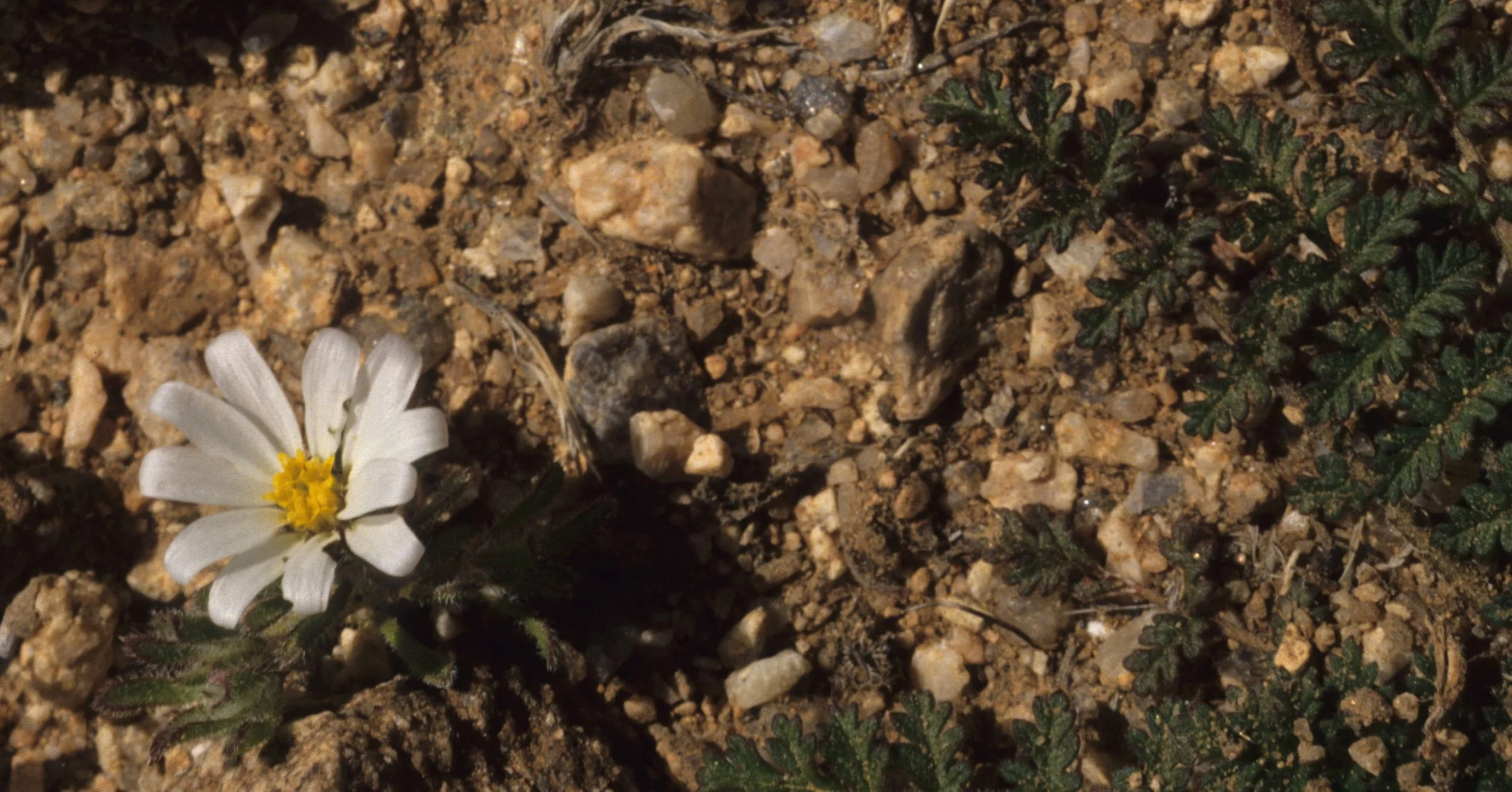 ANZA BORREGO - MONOPTILON BELLOIDES - DESERT STAR.jpg