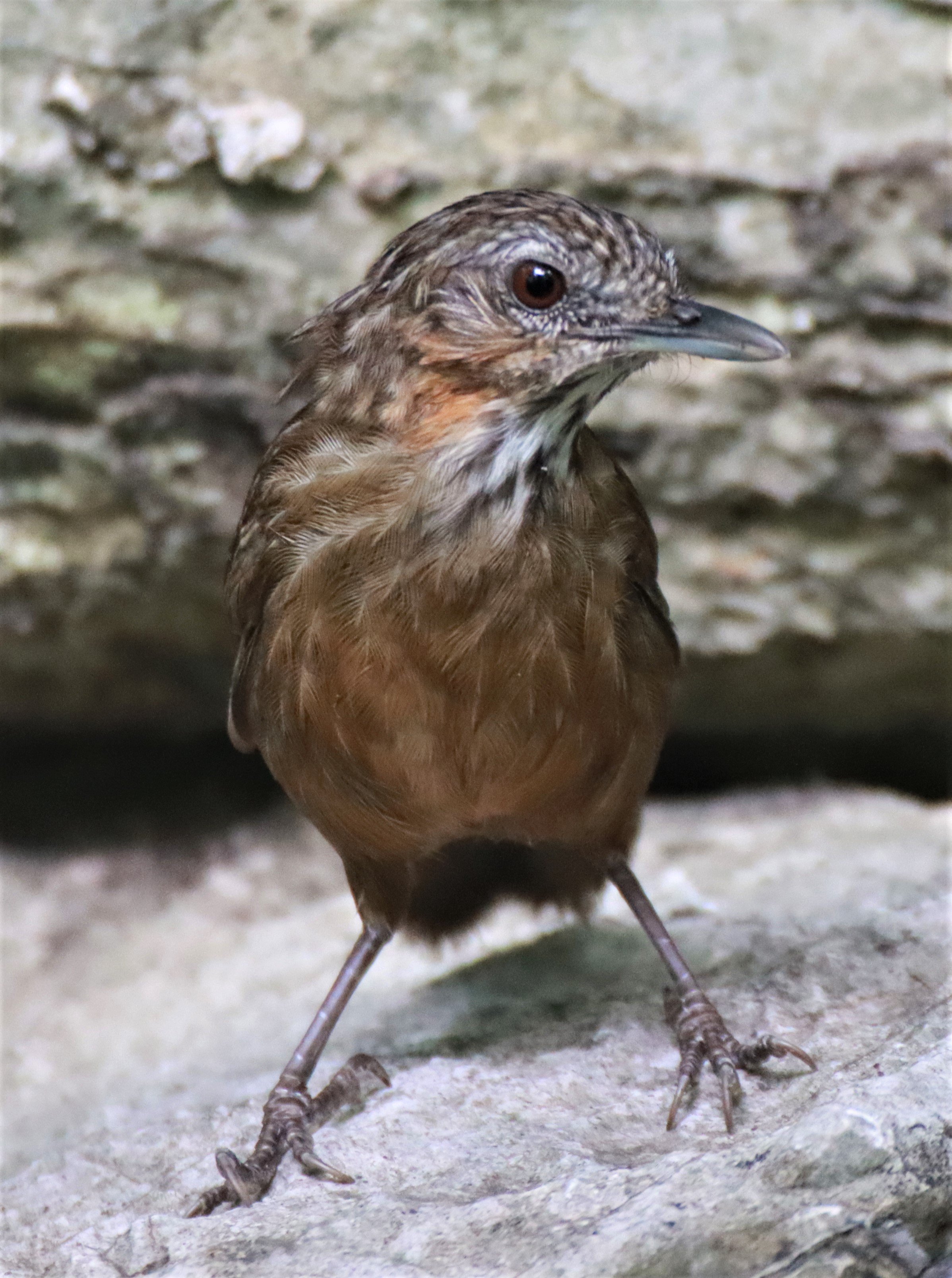 WREN-BABBLER - RUFOUS LIMESTONE WREN-BABBLER - Gypsophila calcicola - KHAO PHRA PHUTTHAPAT NOI SARABURI (18).jpg