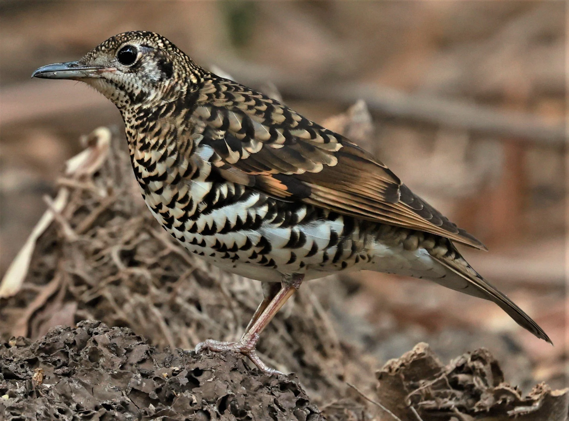 White's Thrush (Zoothera aurea) Putthamonthon Park Nakhon Pathom Thailand (98).jpg