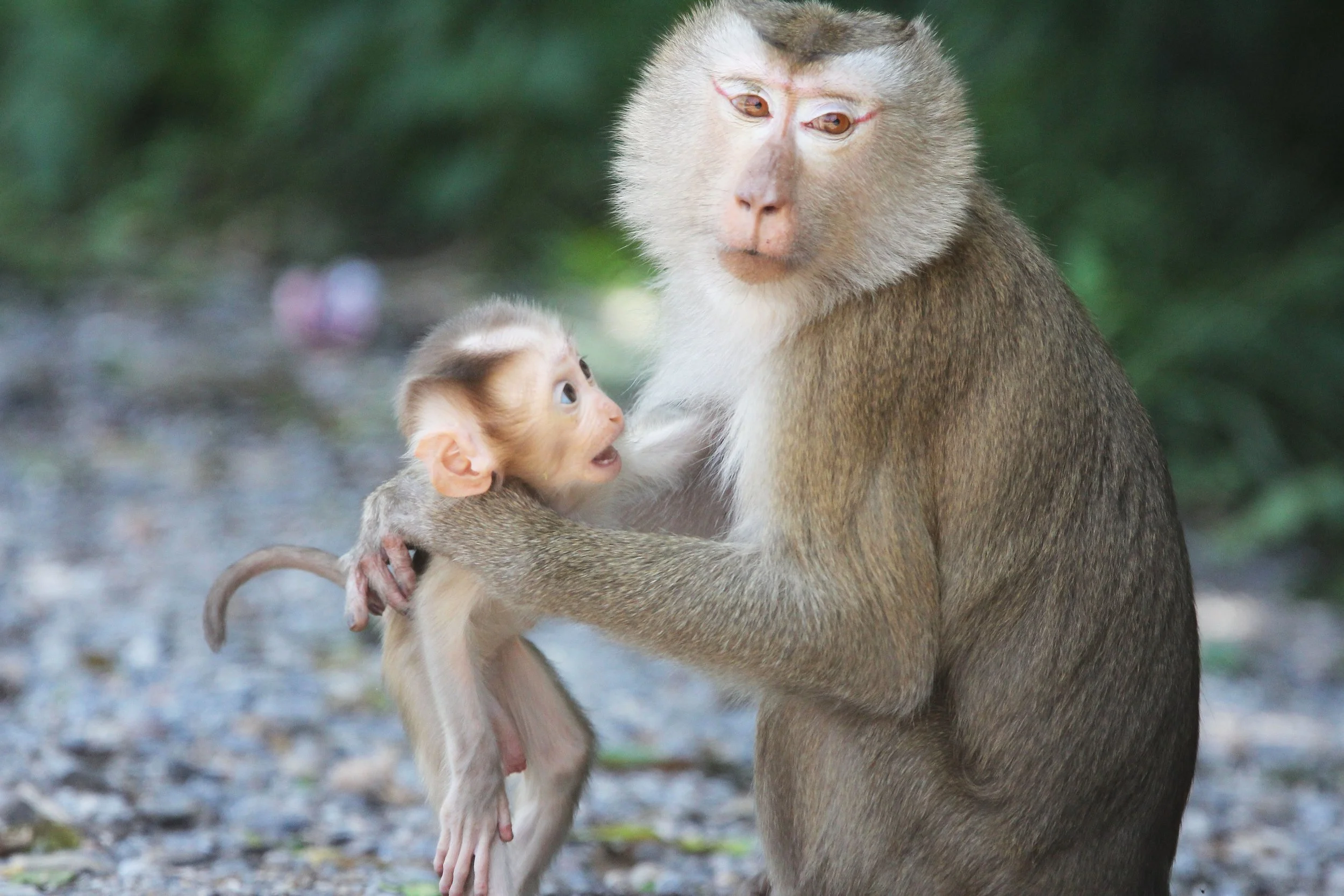 CERCOPITHECIDAE - Macaca leonina - NORTHERN PIG-TAILED MACAQUE - KHAO YAI NATIONAL PARK THAILAND (32).JPG