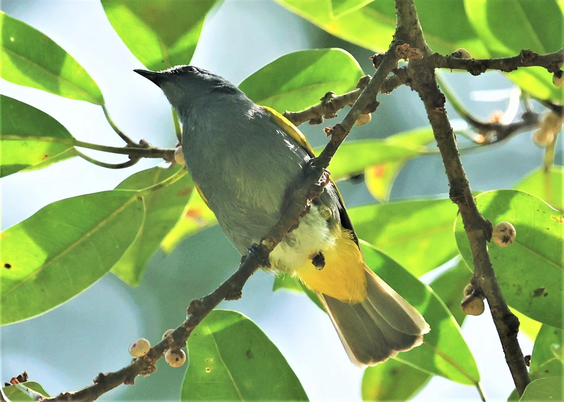 BULBUL - GREY-BELLIED BULBUL - Ixodia cyaniventris - HALA BALA WILDLIFE SANCTUARY APRIL 2022 (24).jpg