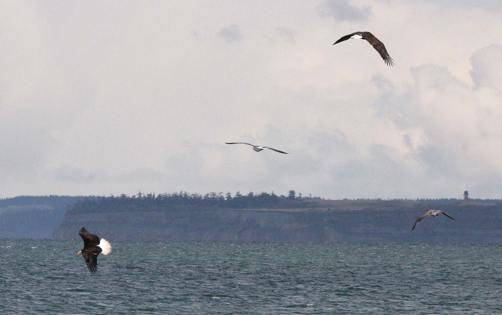 Haliaeetus leucocephalus - AMERICAN BALD EAGLE - FISHING HUMBOLT SQUID - SEQUIM BAY WA (5).JPG