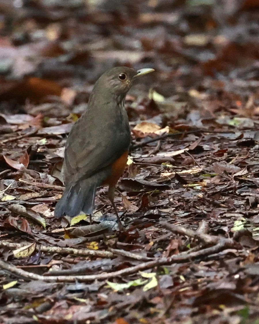 Rufous-bellied Thrush (Turdus rufiventris) Superagui National Park, Brazil (2).jpg