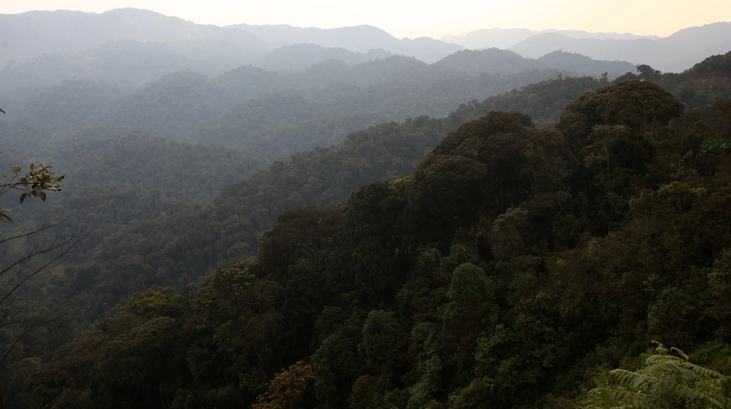 NYUNGWE NATIONAL PARK RWANDA 2 (24).JPG
