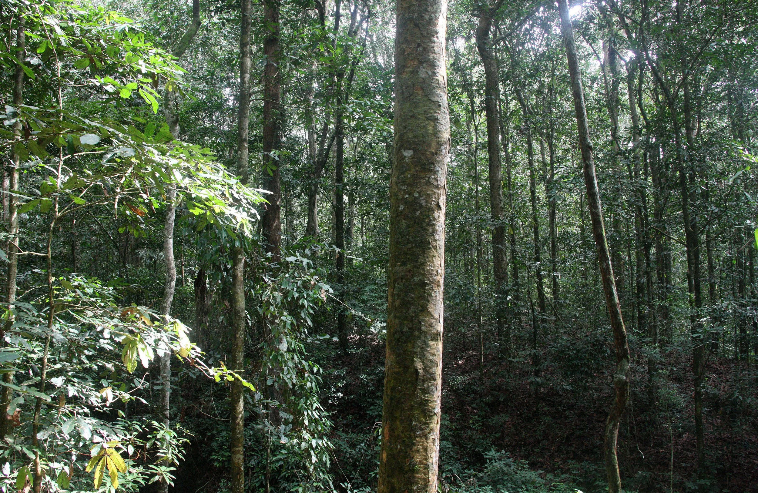 DZANGA NDOKI NATIONAL PARK CENTRAL AFRICAN REPUBLIC (35).JPG