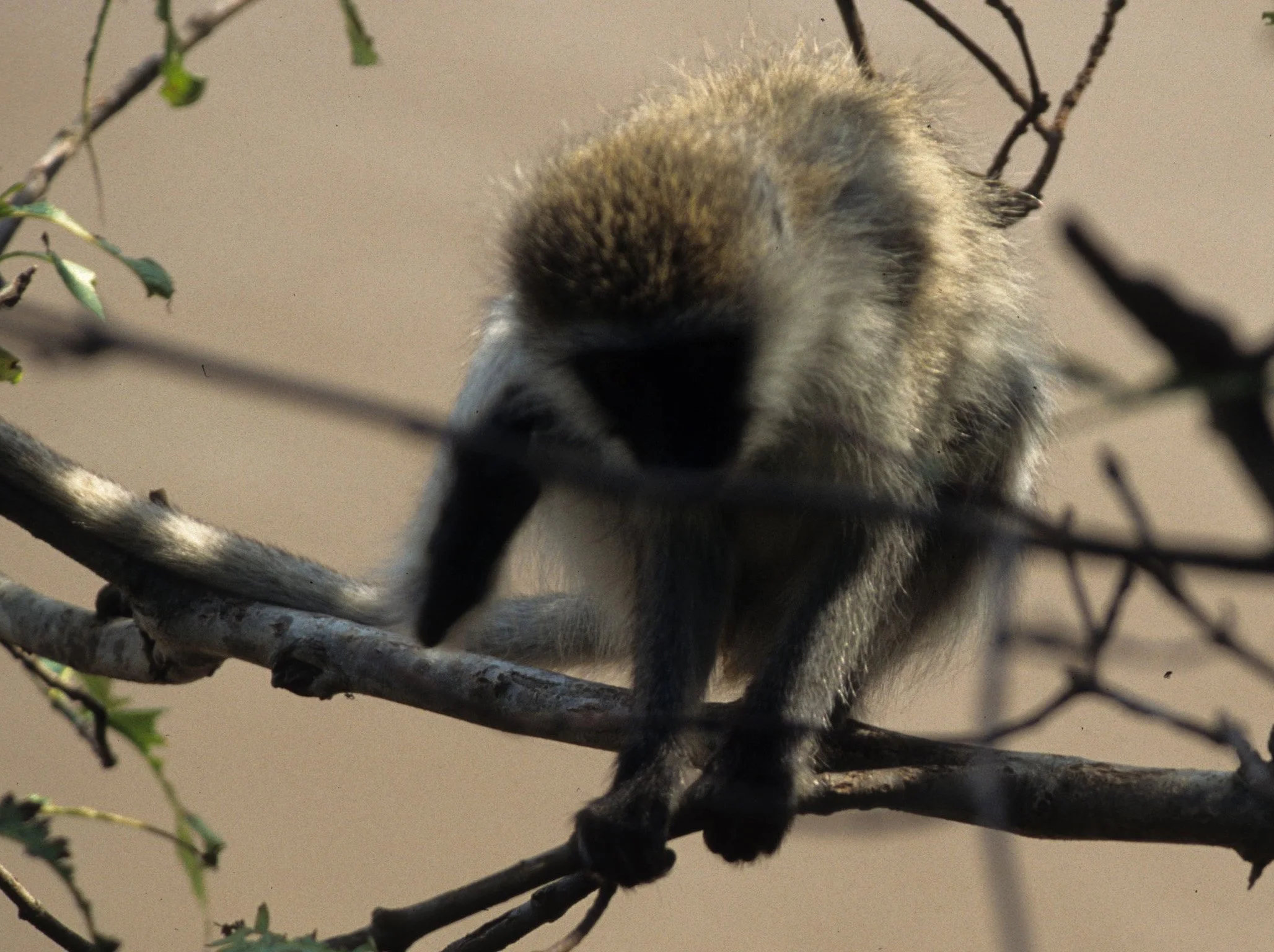 PRIMATE - VERVETMONKEY - SERENGETI 5.jpg