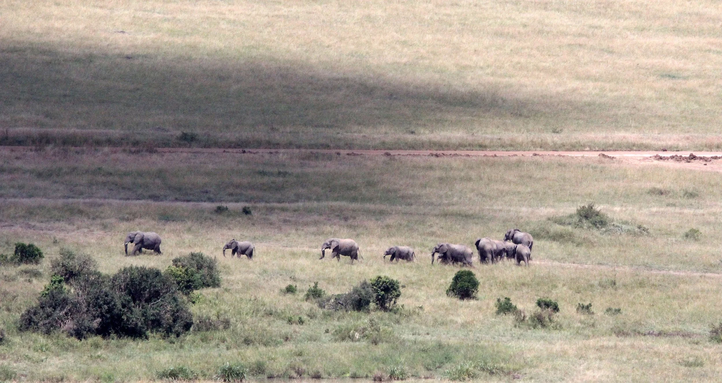 ELEPHANT - MASAI MARA NATIONAL PARK KENYA (12).JPG