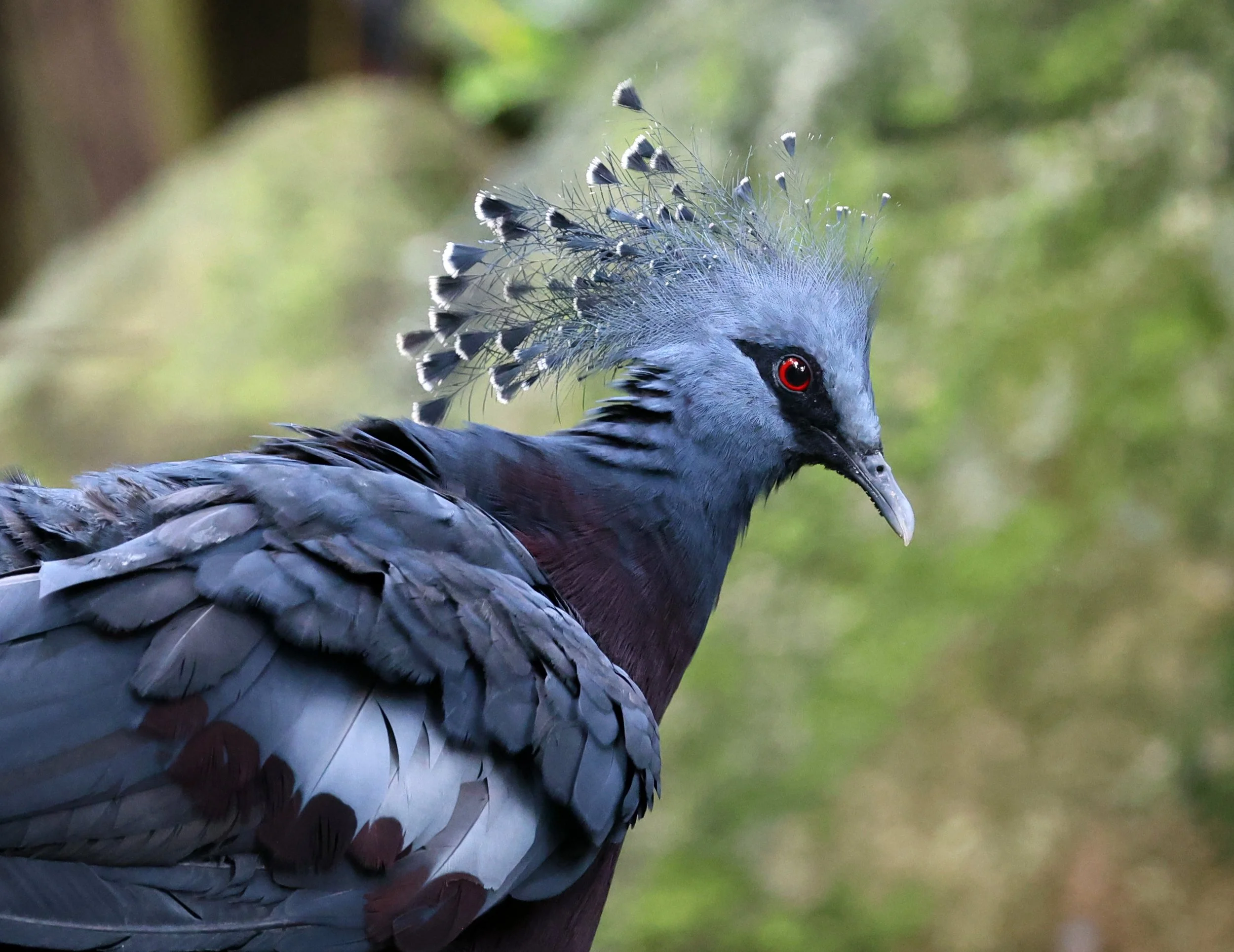 Victoria crowned pigeon (Goura victoria) Khao Kiew Open Air Zoo Siracha Thailand (3).jpg