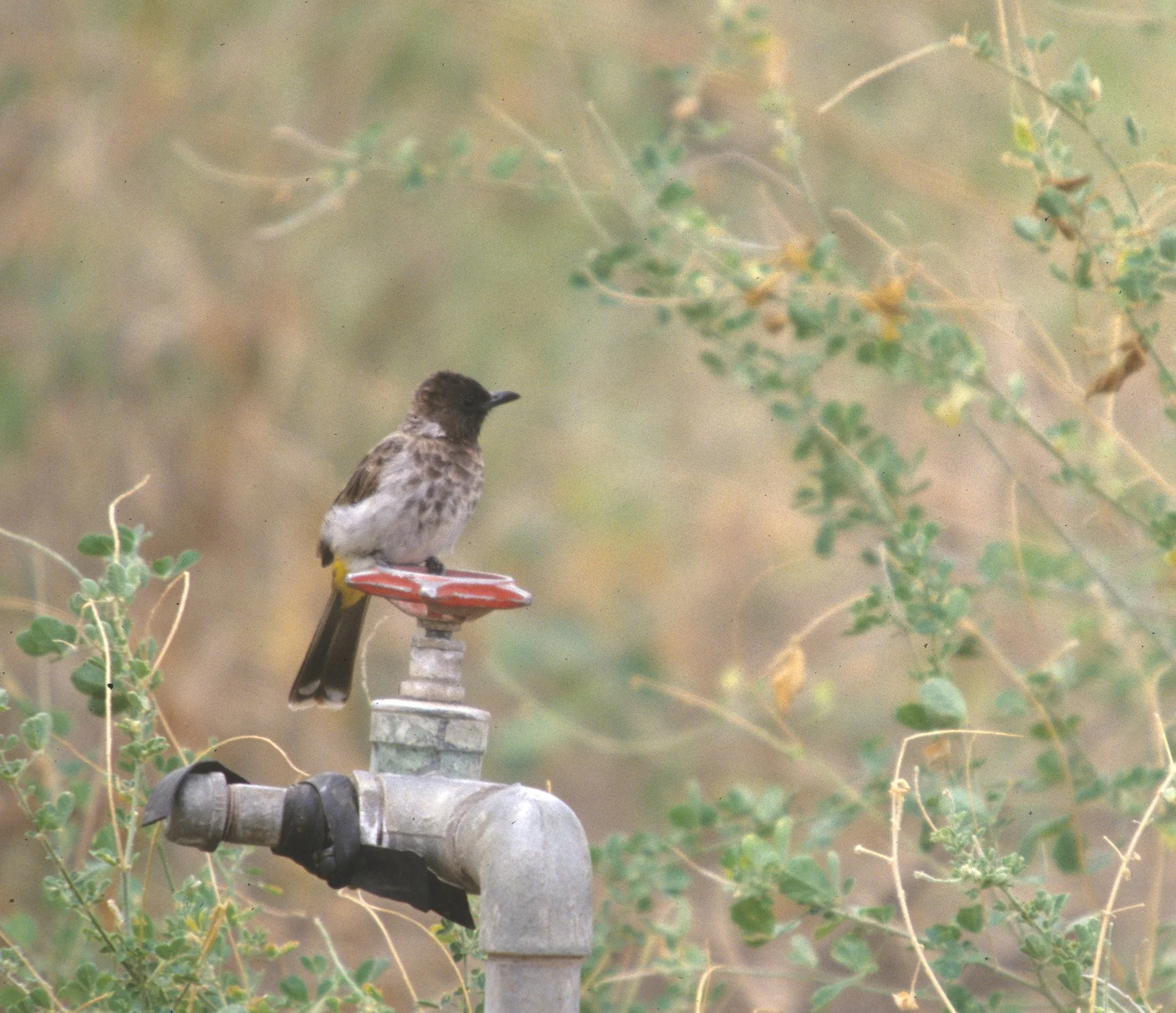 BIRDS - BULBUL - BLACKEYED - KRUGER A.jpg