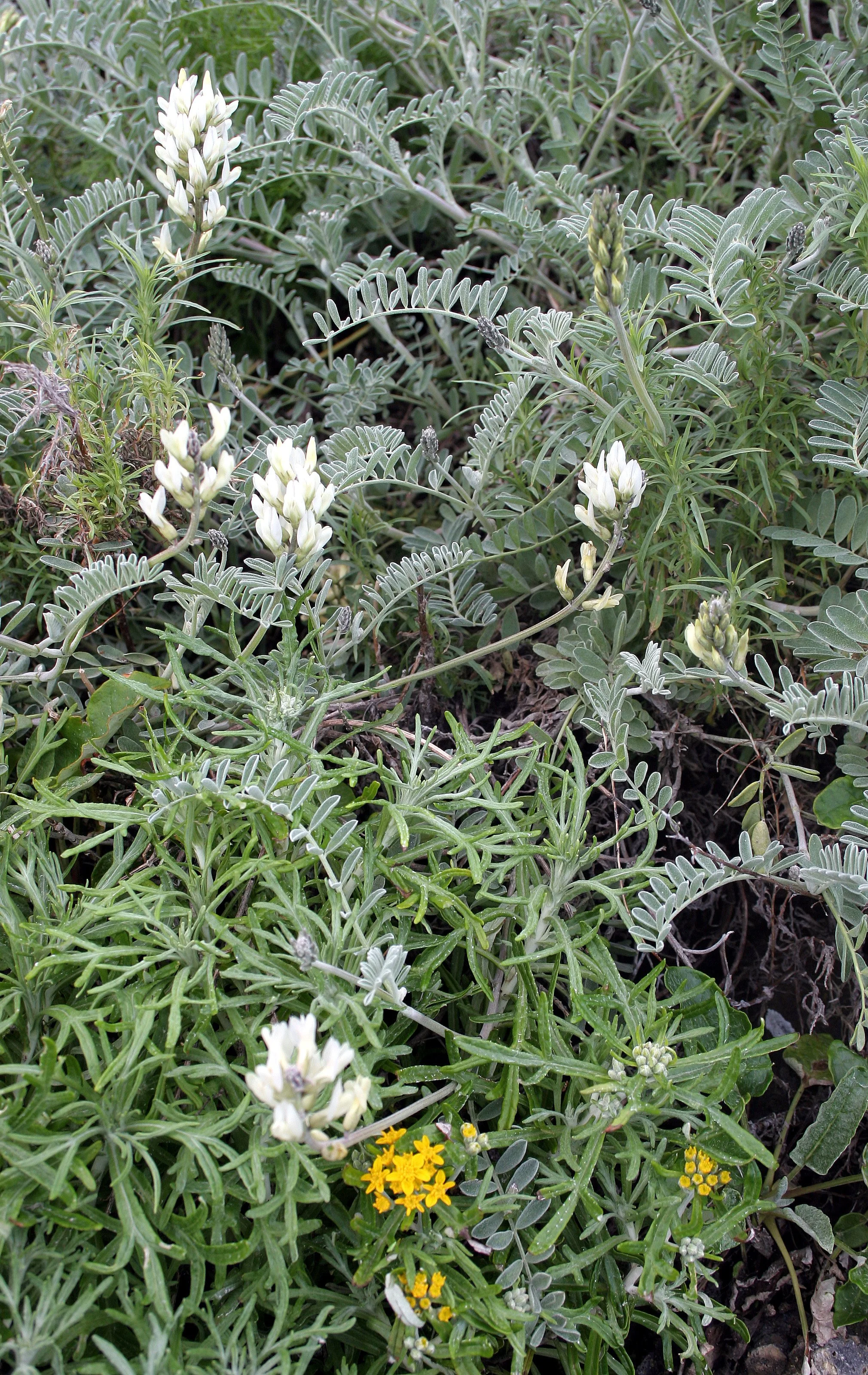 CALIFORNIA - CHANNEL ISLANDS NP - ANACAPA ISLAND - San Lius Obispo Locoweed species.jpg