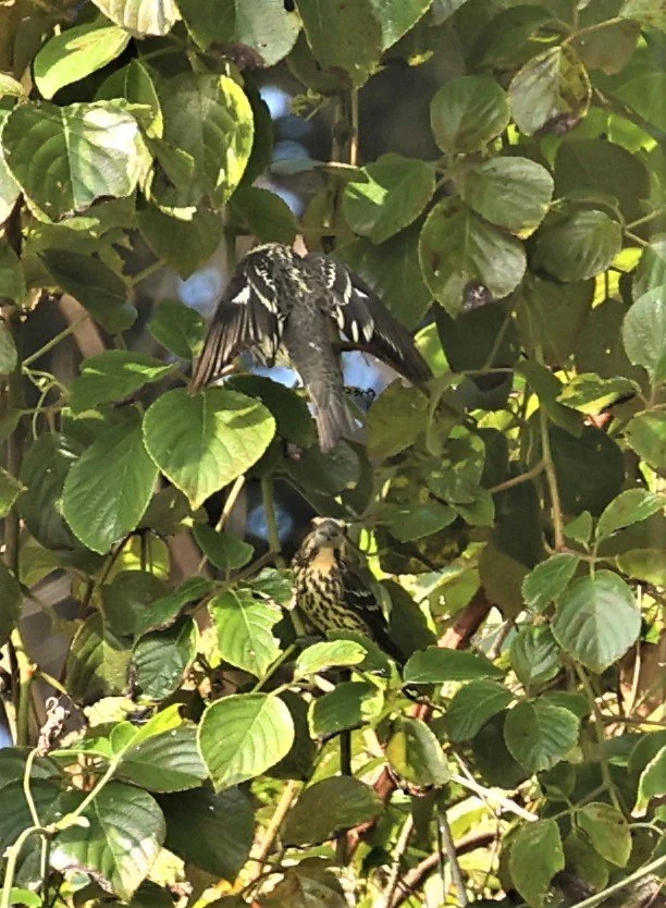 Spot-winged Grosbeak (Mycerobas melanozanthos) Fang Hotsprings Chiang Mai Thailand (31).jpg