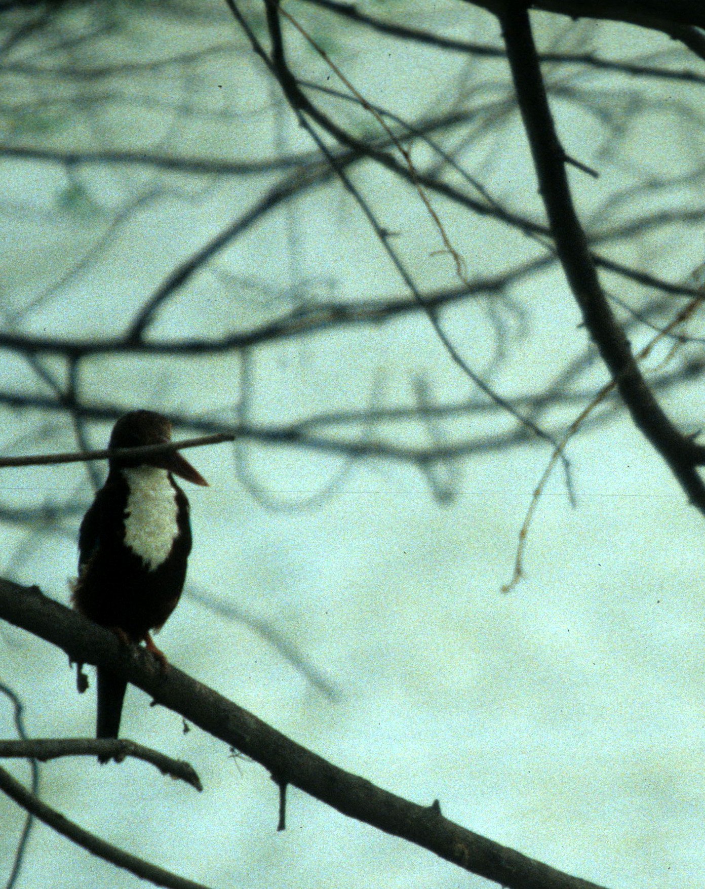 BIRD - KINGFISHER - WHITE-BREASTED KINGFISHER - KALEODEO INDIA.jpg