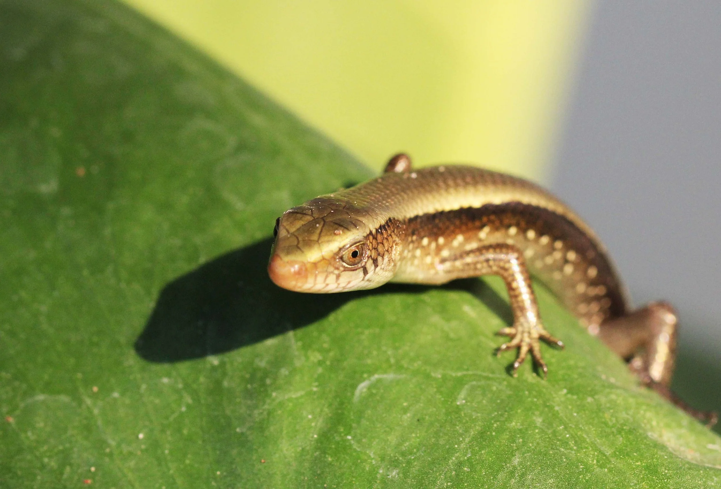 2013 Nonthaburi Setthasiri House and Nonthaburi Neighborhood (207).JPG