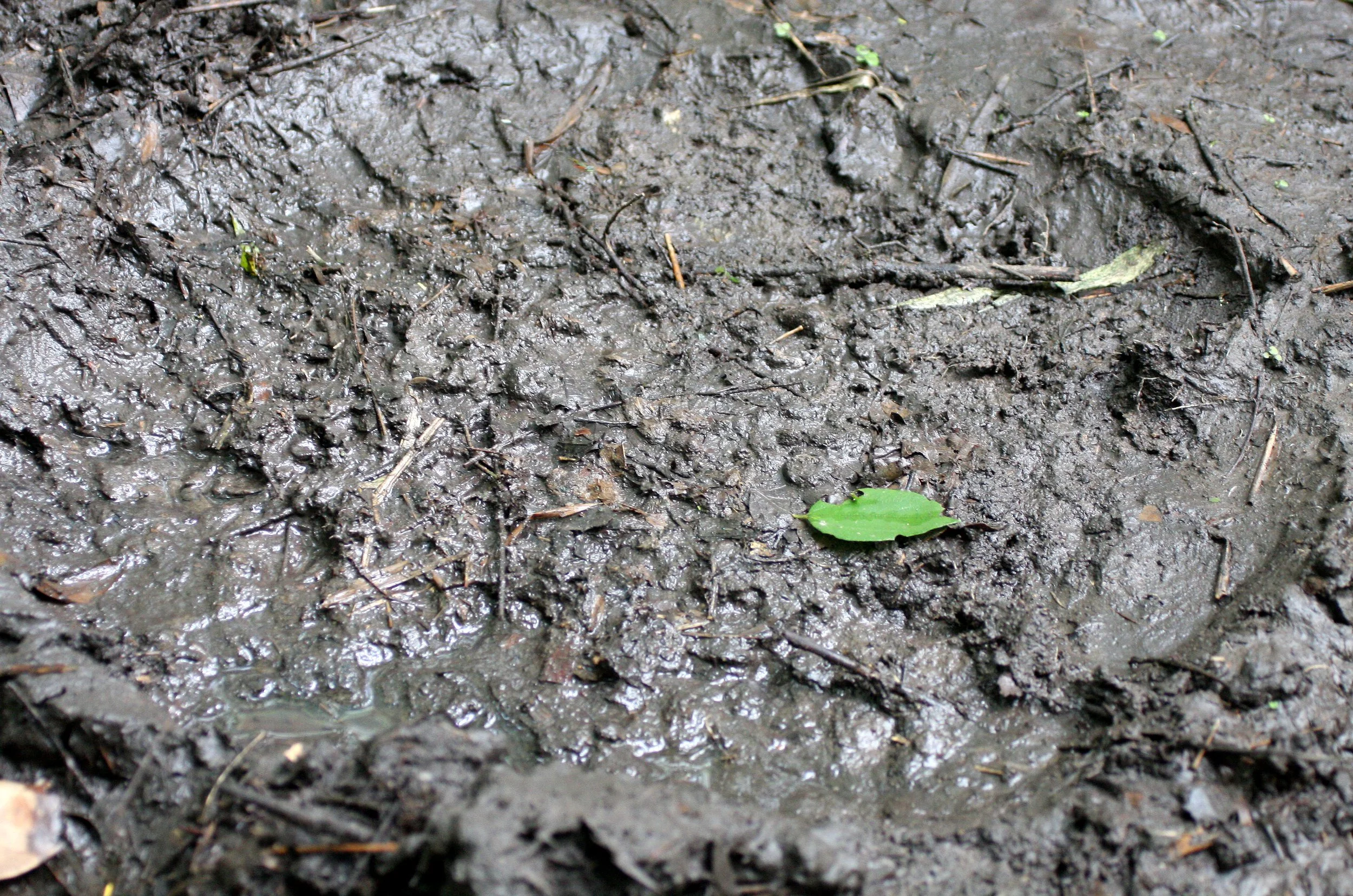 ELEPHANT - ASIAN ELEPHANT SIGN - HKK NWS.JPG