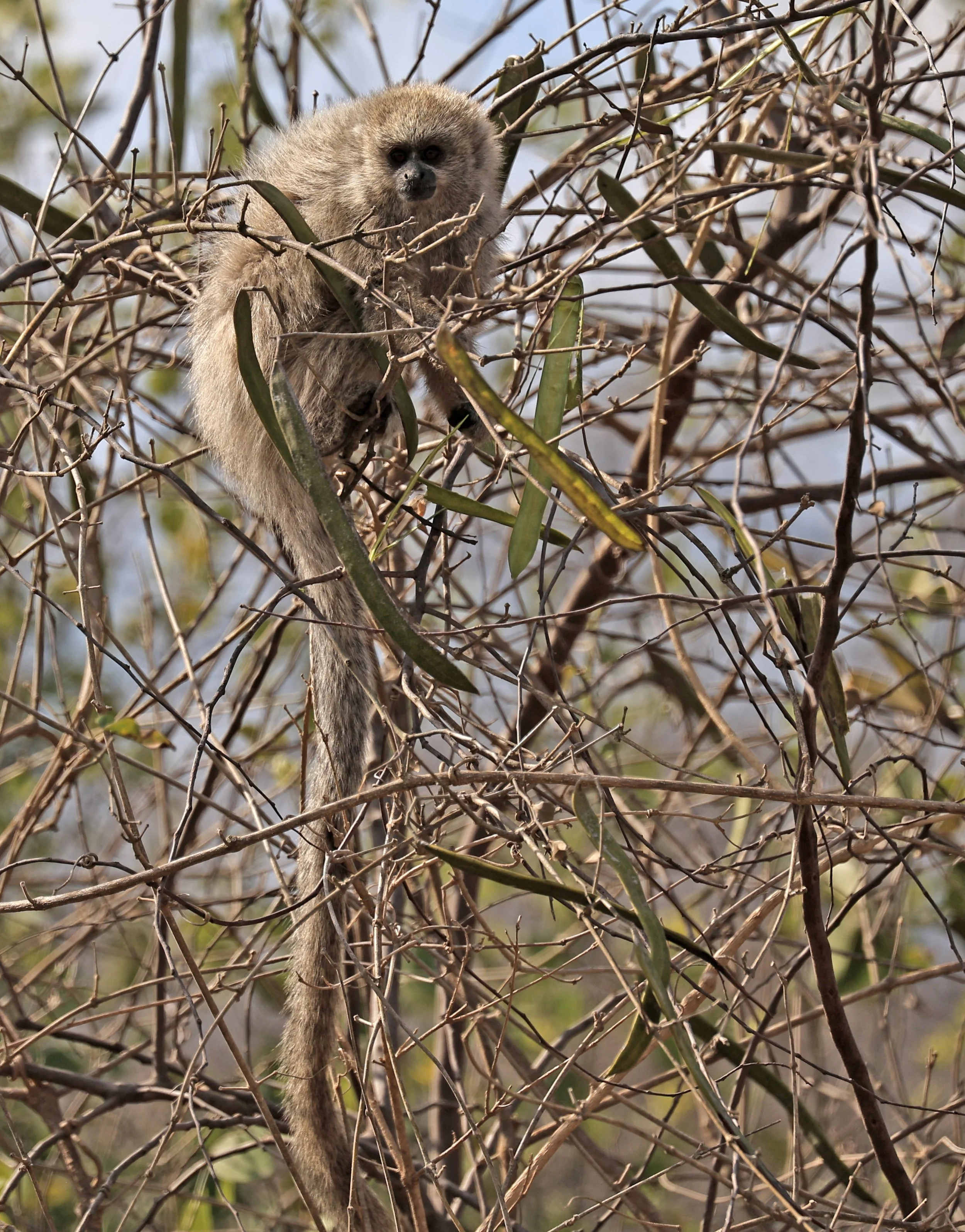 Chacoan Titi (Plecturocebus pallescens) Agua Dulce Paraguay (4).jpg