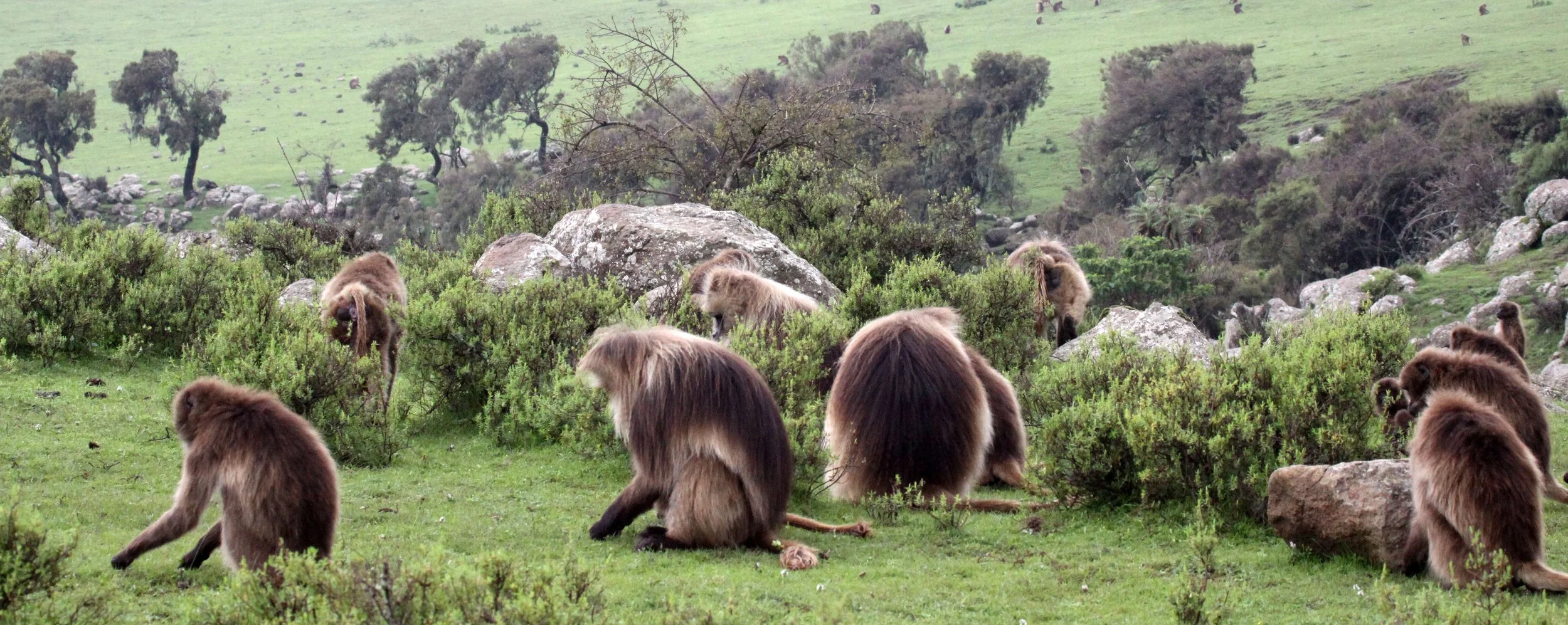 CERCOPITHECIDAE - Theropithecus gelada - GELADA - SIMIEN MOUNTAINS NATIONAL PARK ETHIOPIA (1497).JPG