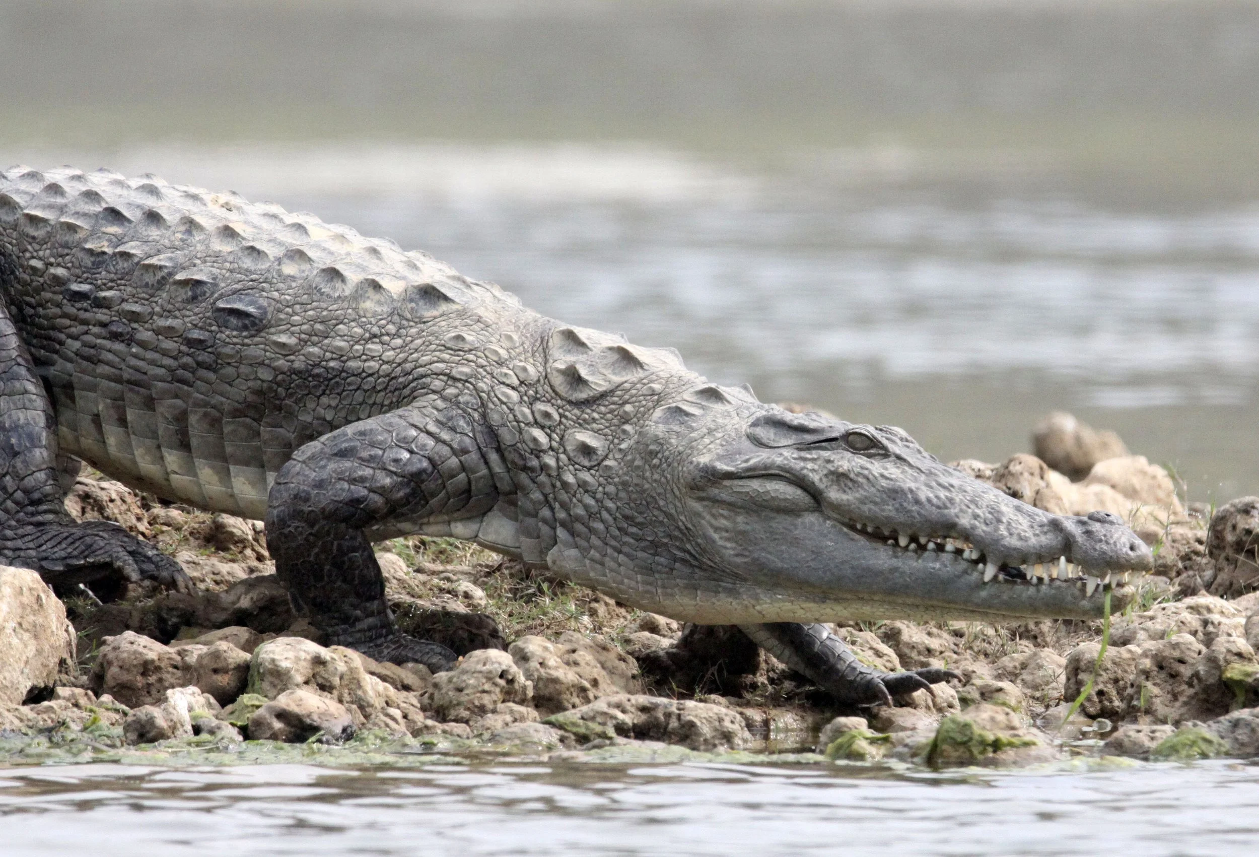 Crocodylus palustris - MARSH OR MUGGER CROCODILE - CHAMBAL RIVER SANCTUARY INDIA (86).JPG
