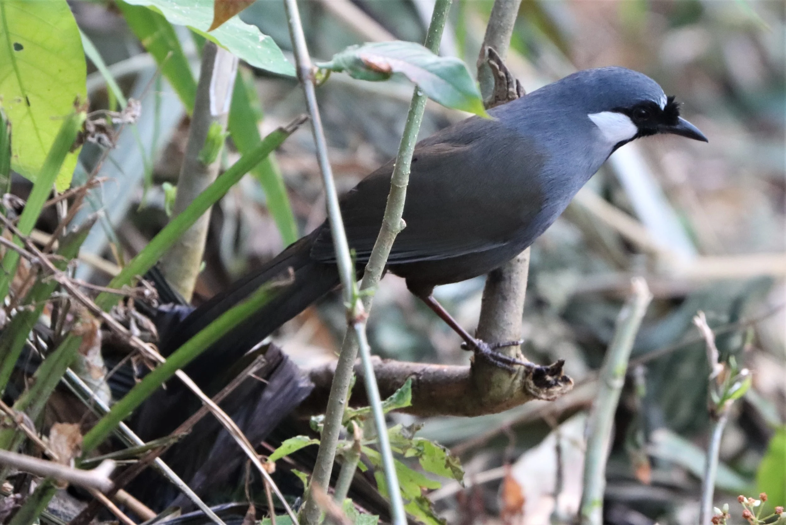 LAUGHINGTHRUSH - BLACK-THROATED LAUGHINGTHRUSH - Garrulax chinensis - KHAO DIEU DAI, KHAO YAI NP (11).jpg