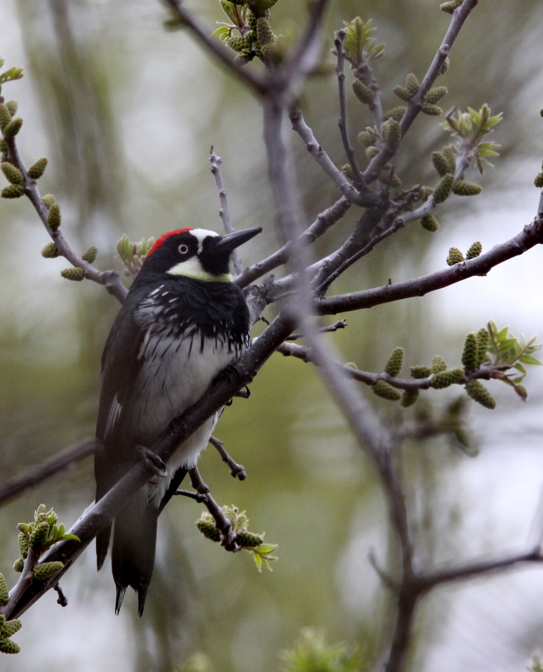 BIRD - WOODPECKER - ACORN WOODPECKER - PINNACLES NATIONAL MONUMENT CALIFORNIA (3).JPG
