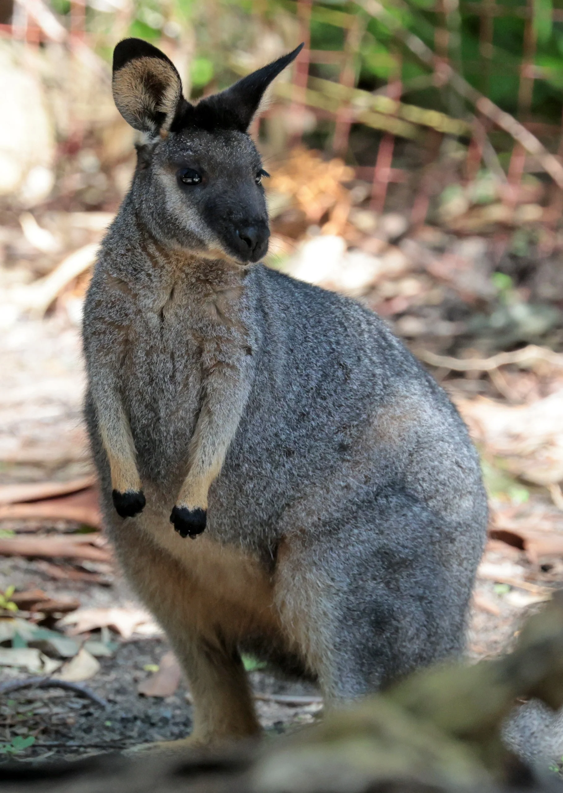 Western Brush Wallaby (Notamacropus irma) Western Australia 