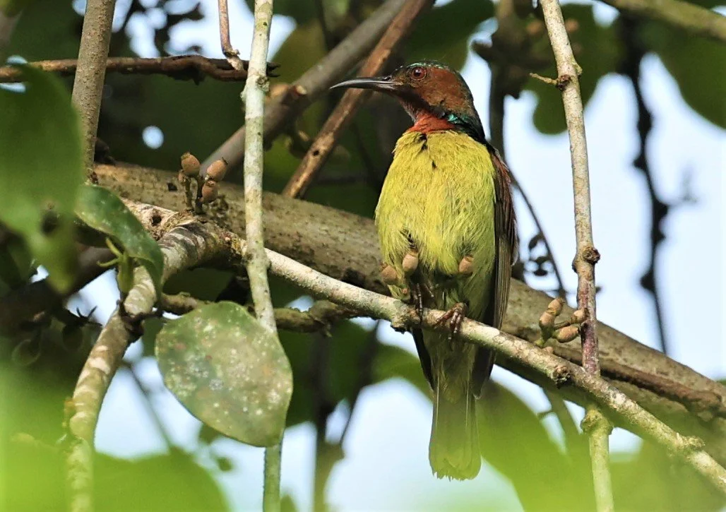 SUNBIRD - BROWN-THROATED SUNBIRD - Anthreptes malacensis - KRUNG CHING, KHAO LUANG NP NST, APRIL 2022 (21).jpg
