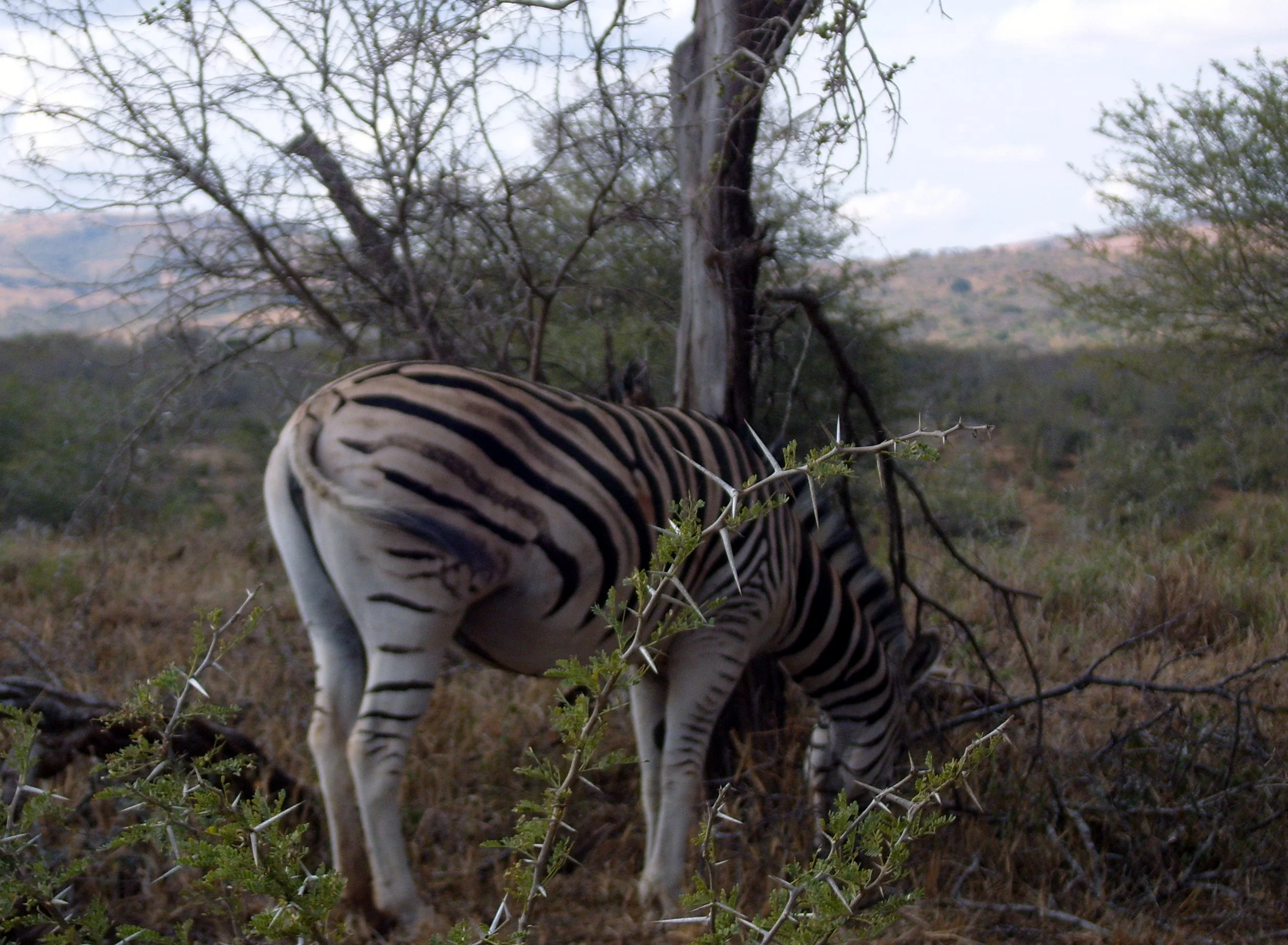2009-6-18 COKIE'S IMAGES - MADAGASCAR AND AFRICA (20).JPG