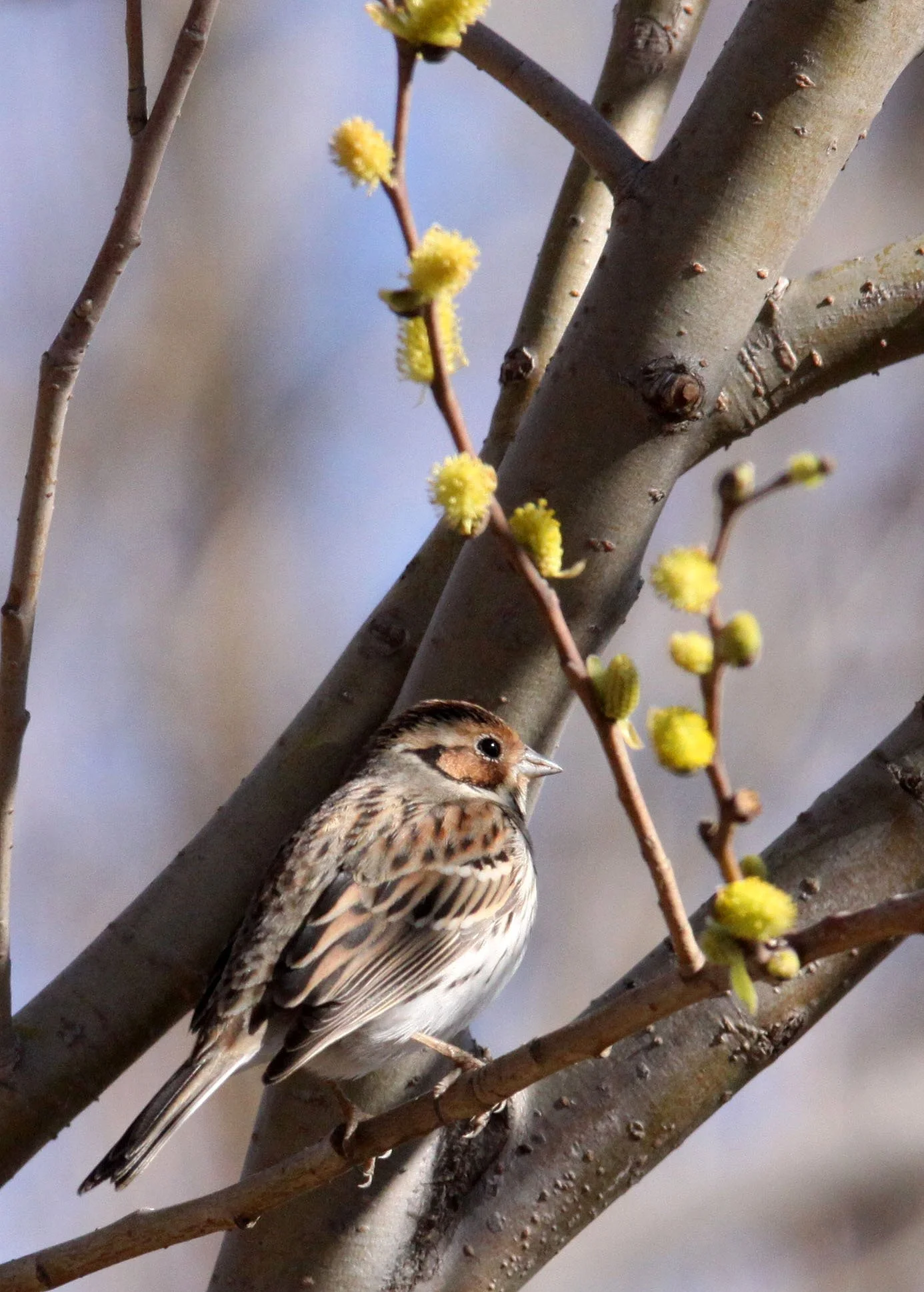 Little Bunting (Emberiza pusilla) Cao Hai Wetlands Yunnan China (4).JPG